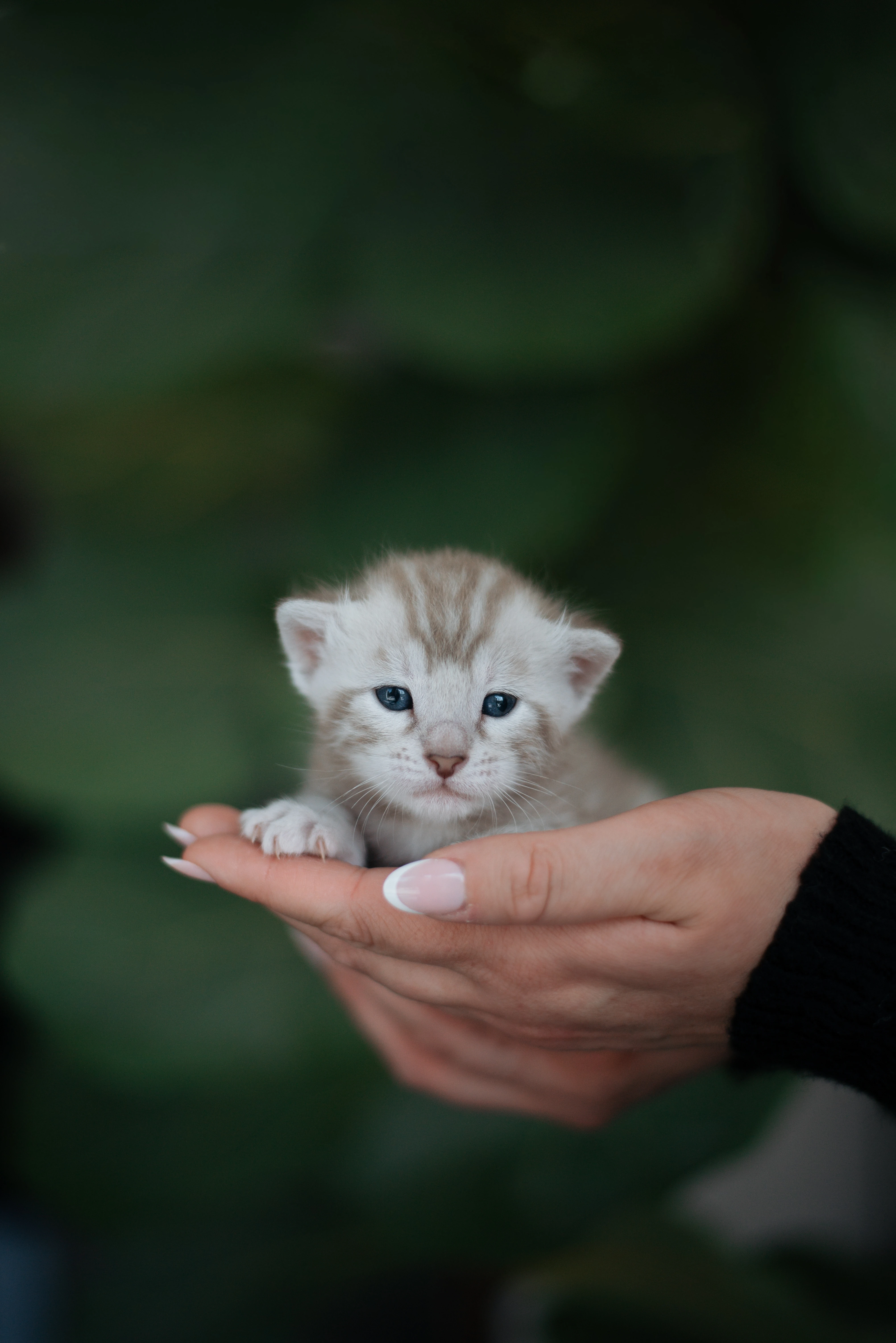 Bengálská koťátka s PP