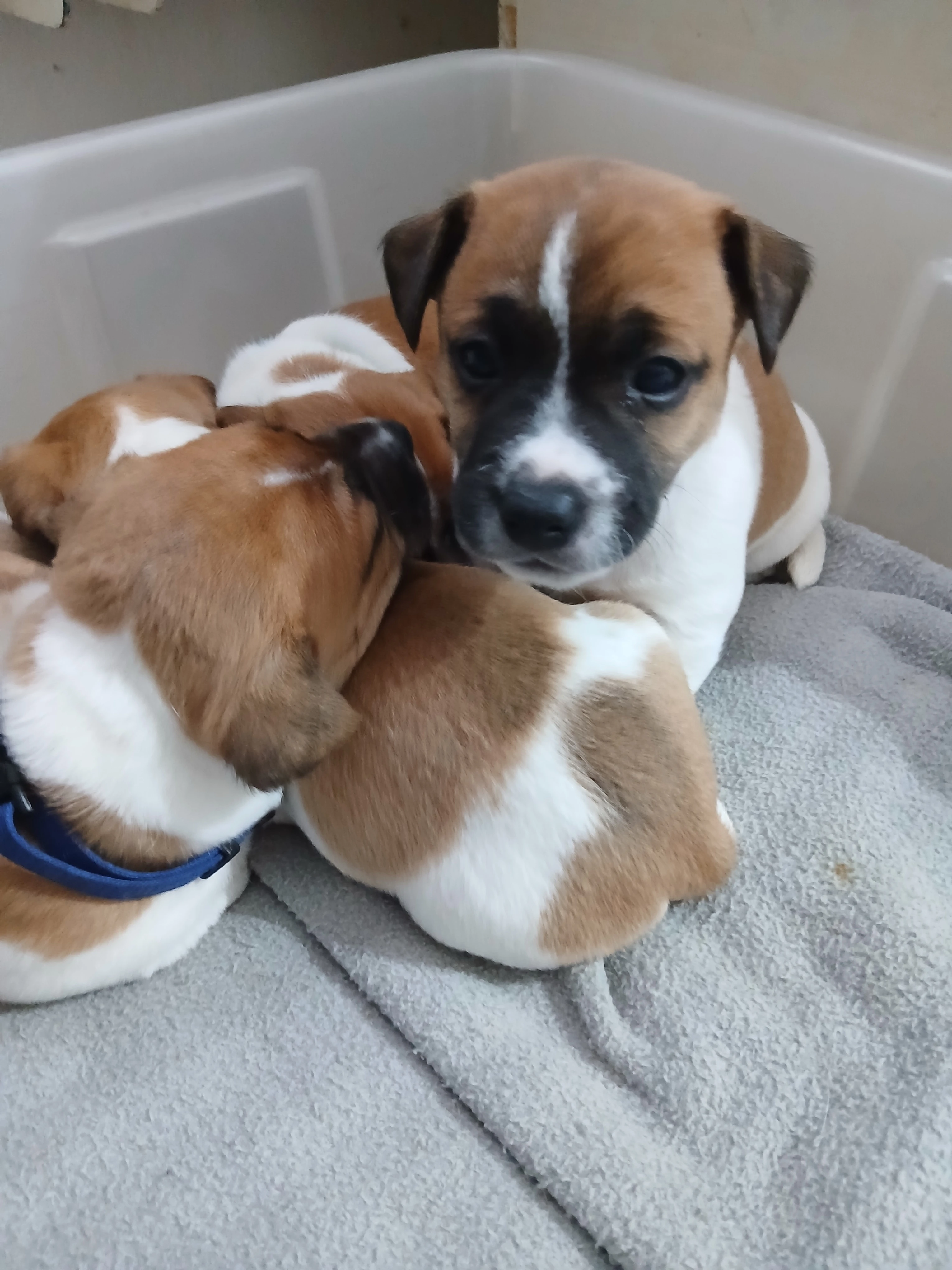 Prodám štěňátka Jack russell teriér bez pp