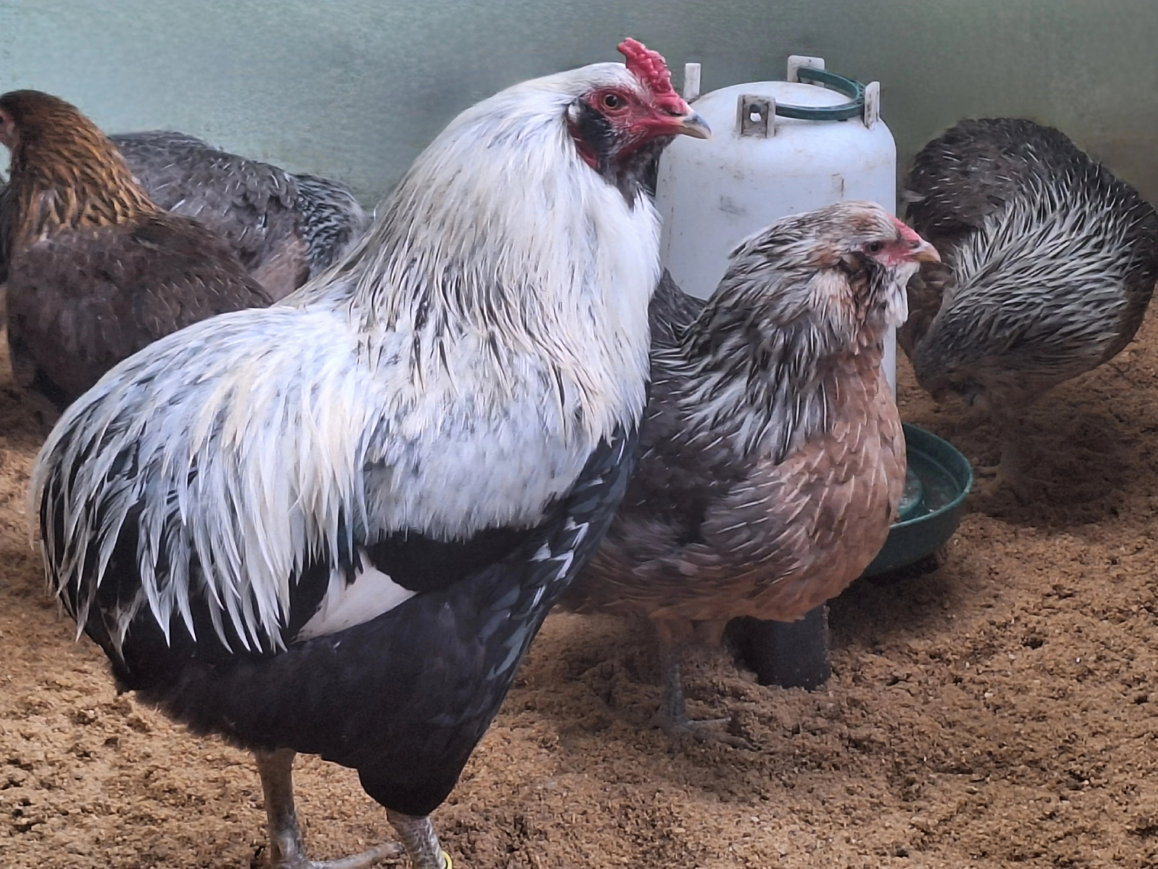 Araukana stříbrokrká 1.4