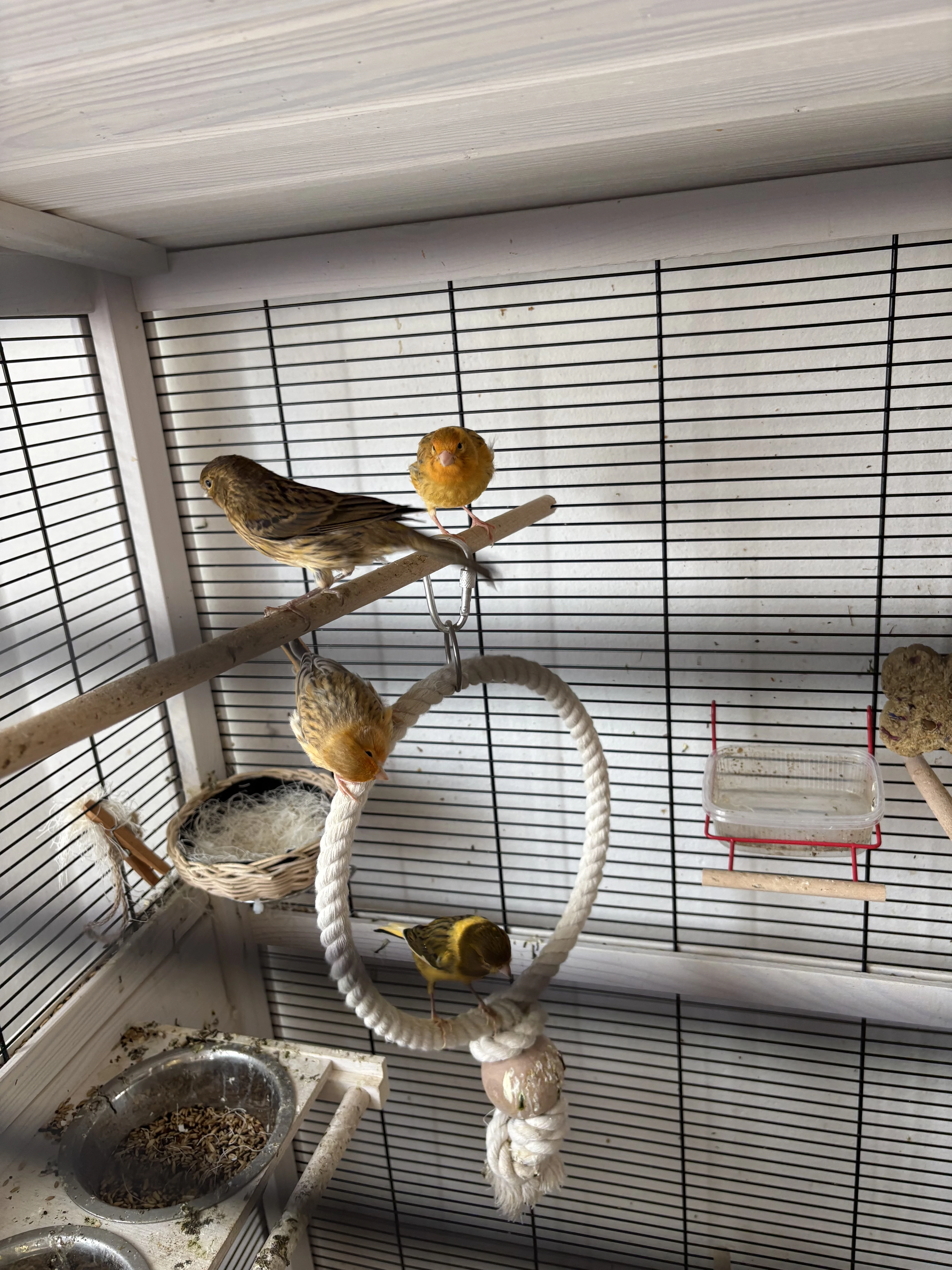 Prodám mladé kanáry (II/26)