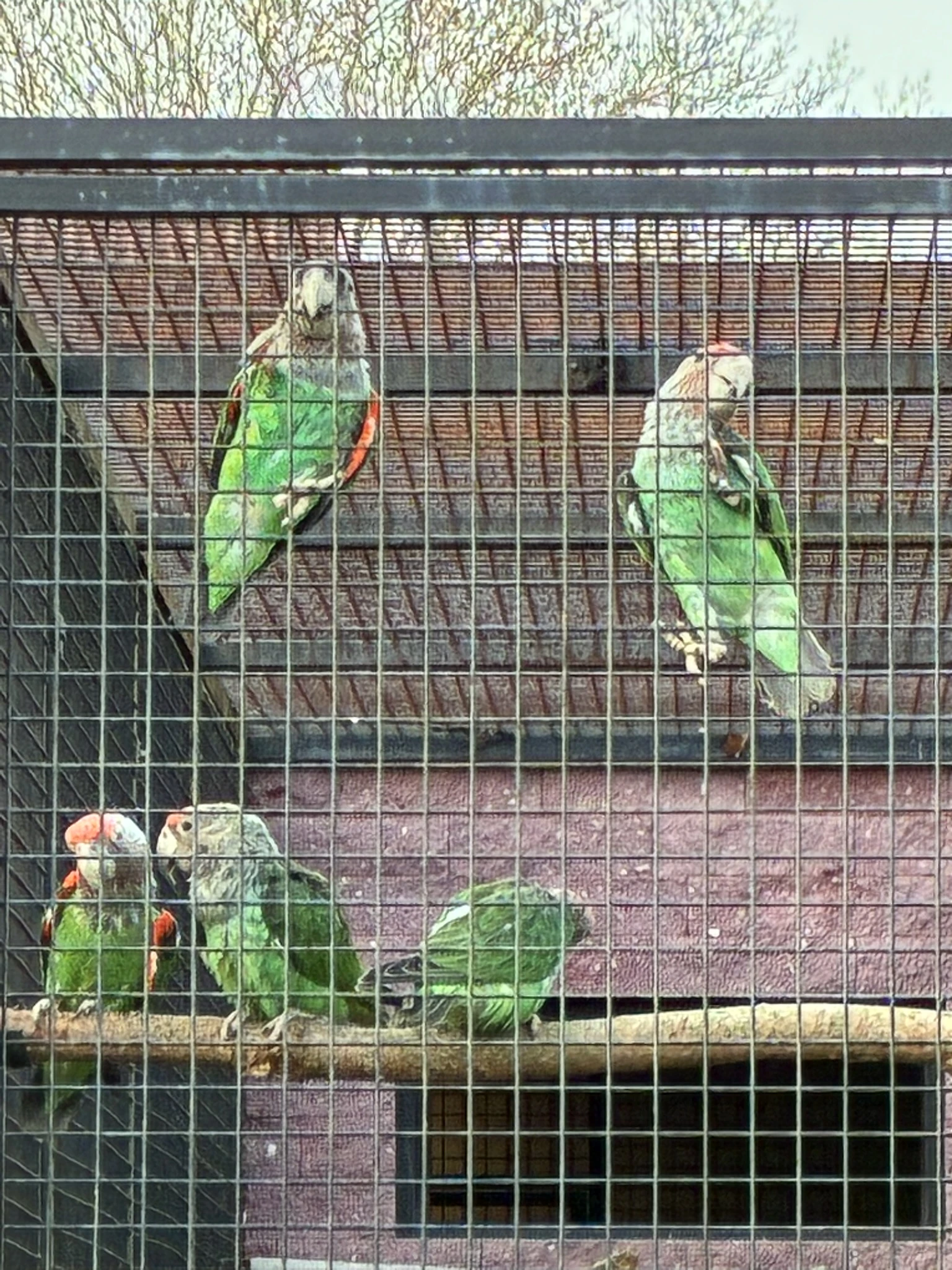 Papoušek šedohlavý