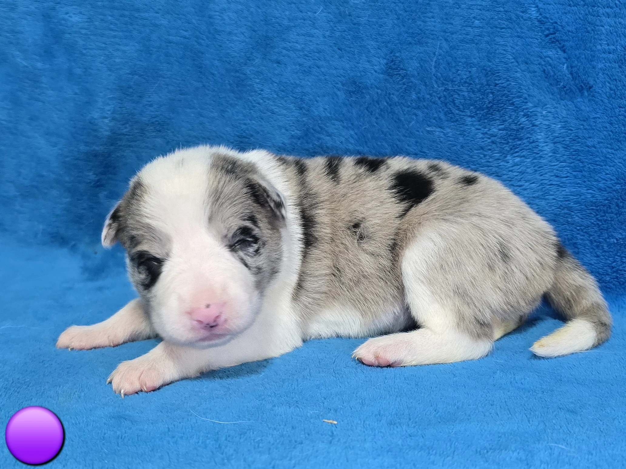 Border kolie Štěňátka s vyšetřením a PP