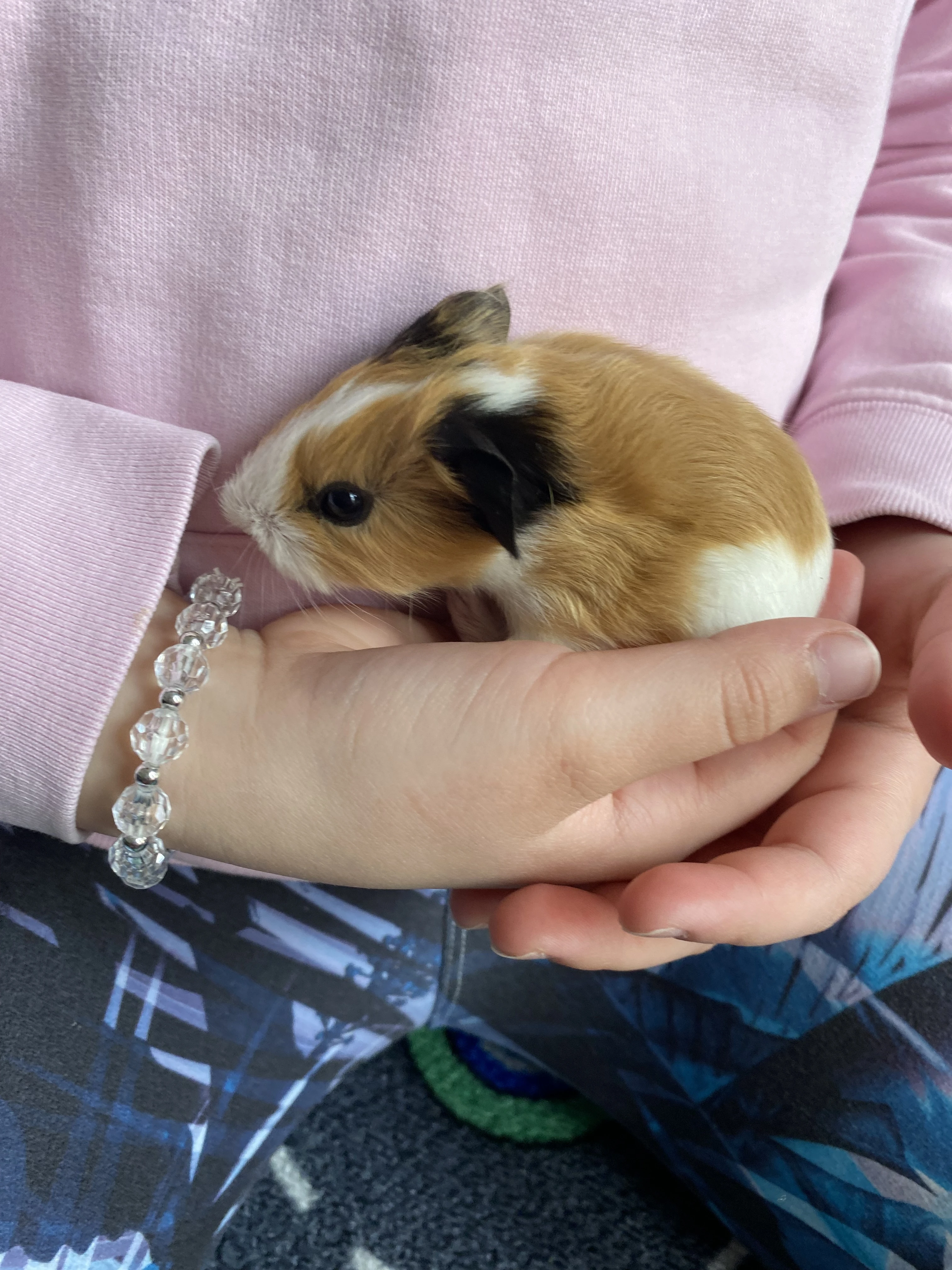 Krásná miminka morčátek