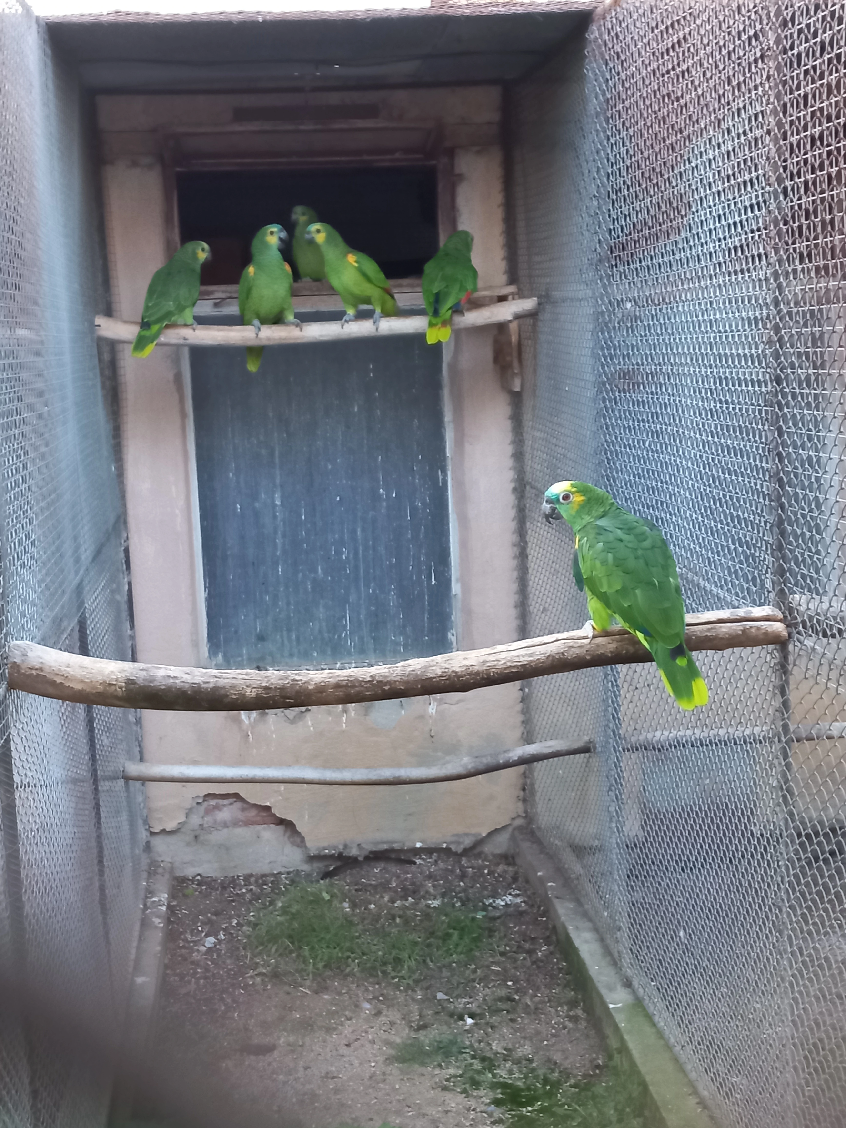 Amazoňan modročelý