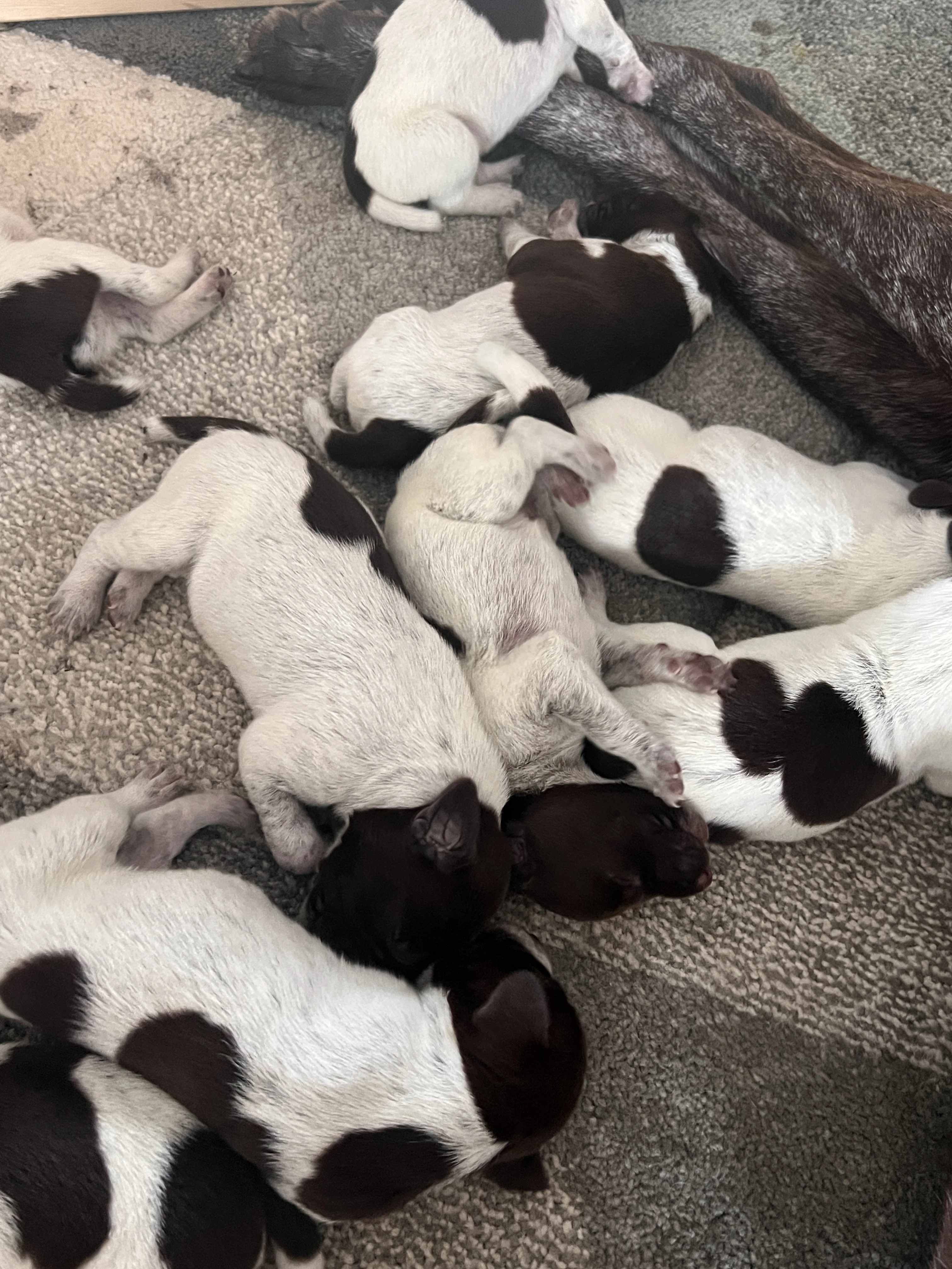 Zadám štěňata Německého krátkosrstého ohaře s PP