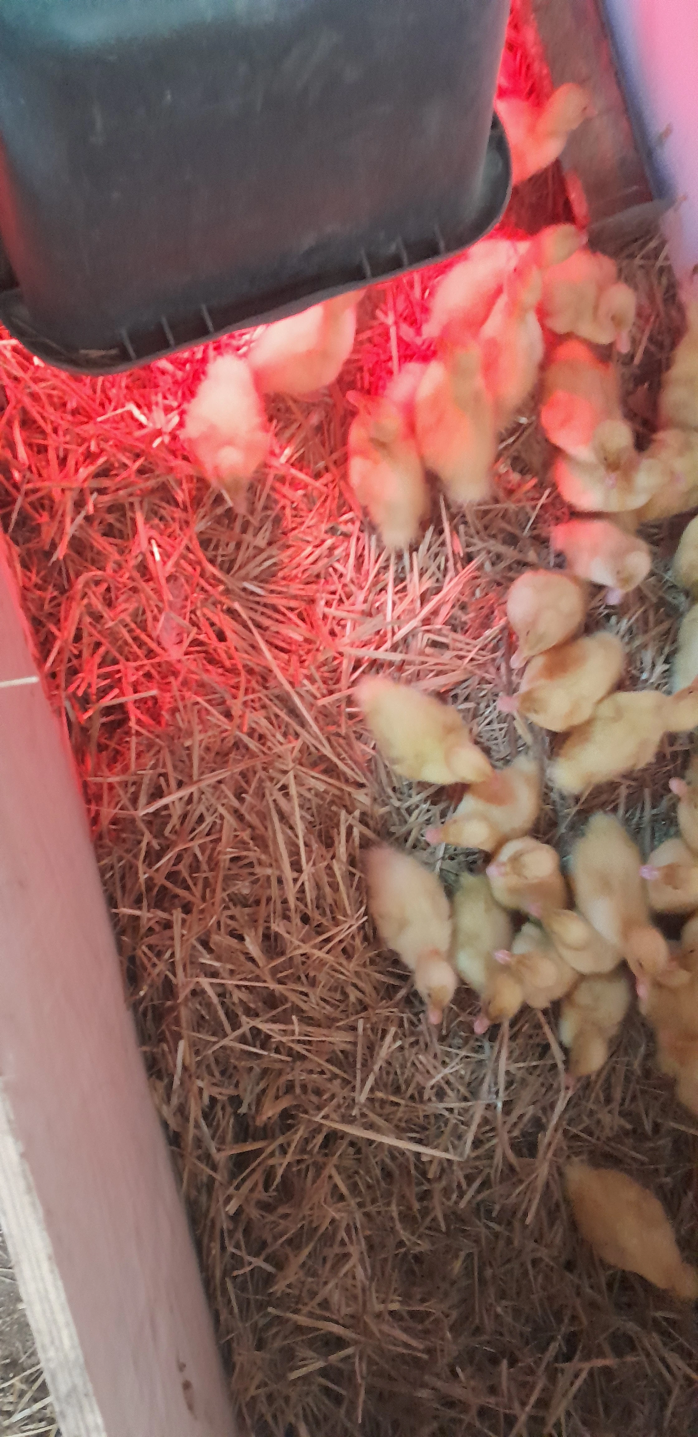 Pekingske brojlerove