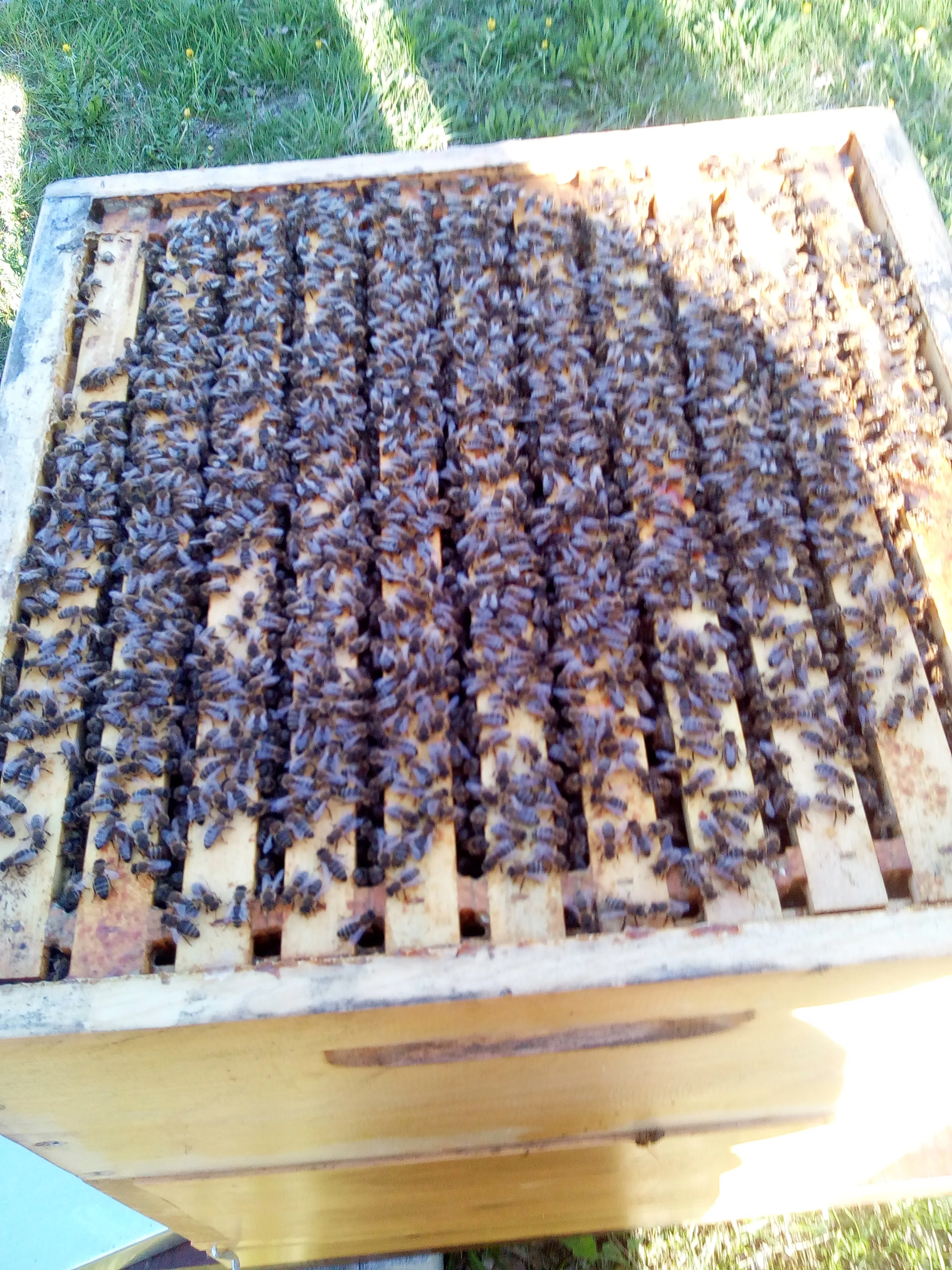 Vyzimovaná včelstva