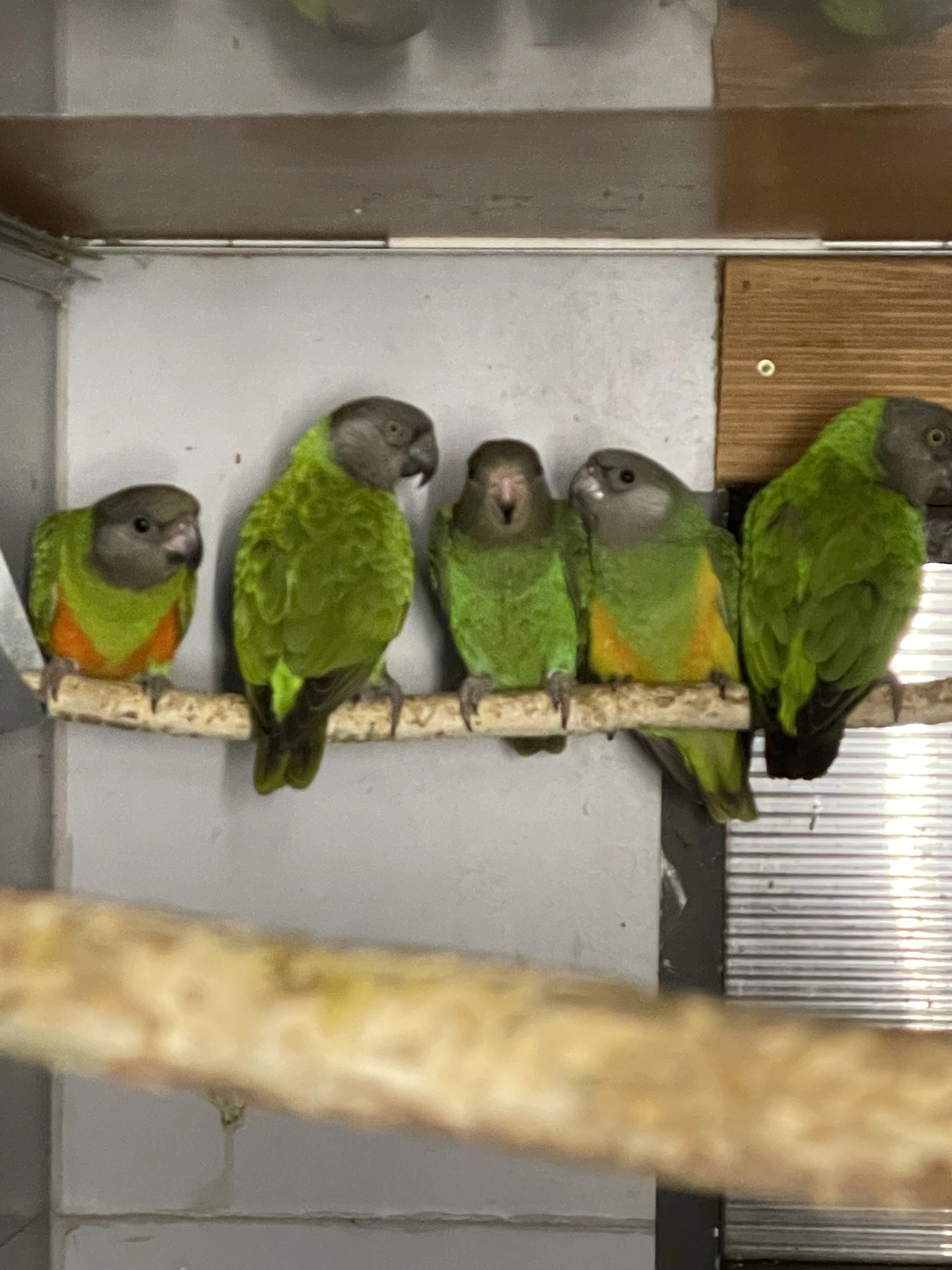 Mláďata odchov pod rodiči