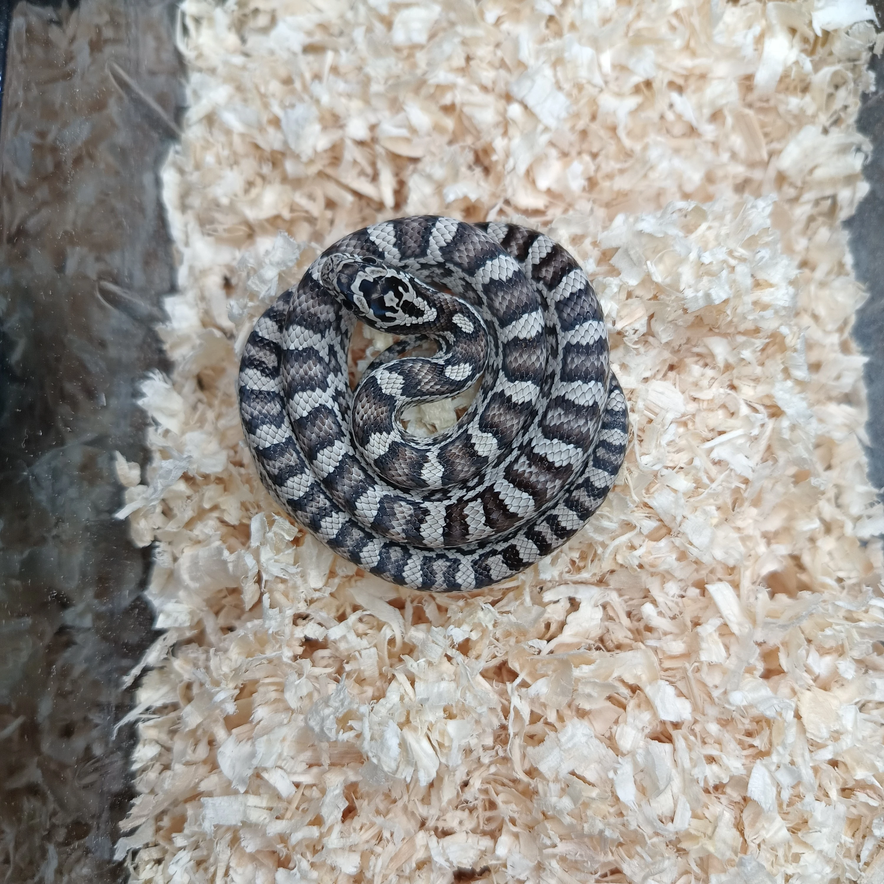 Užovka červená - odchov NZ 2025