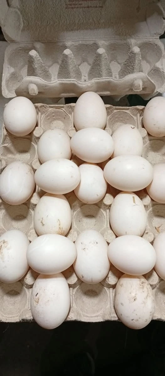 Násadová vejce - mulard