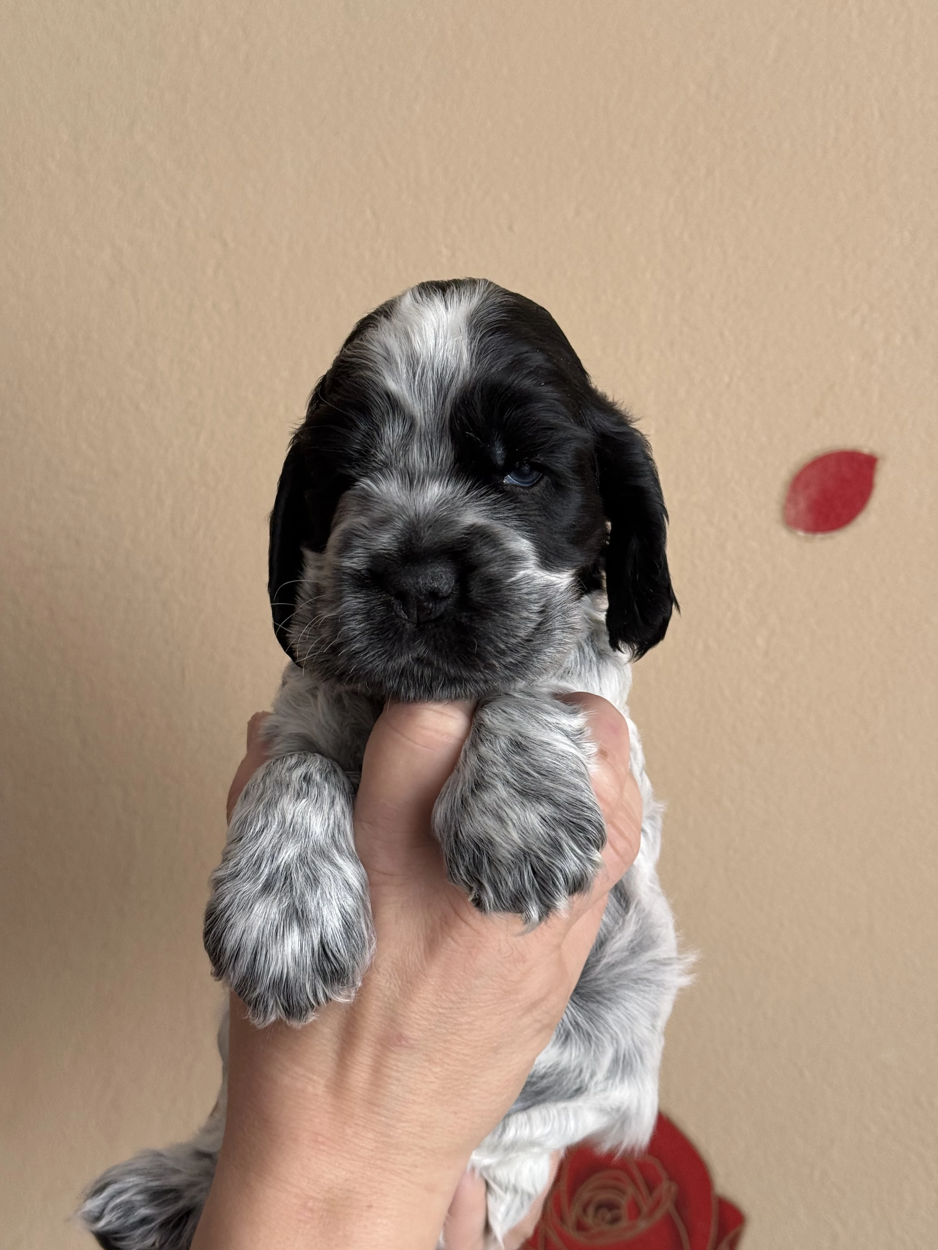 Anglický kokršpaněl s PP -pes