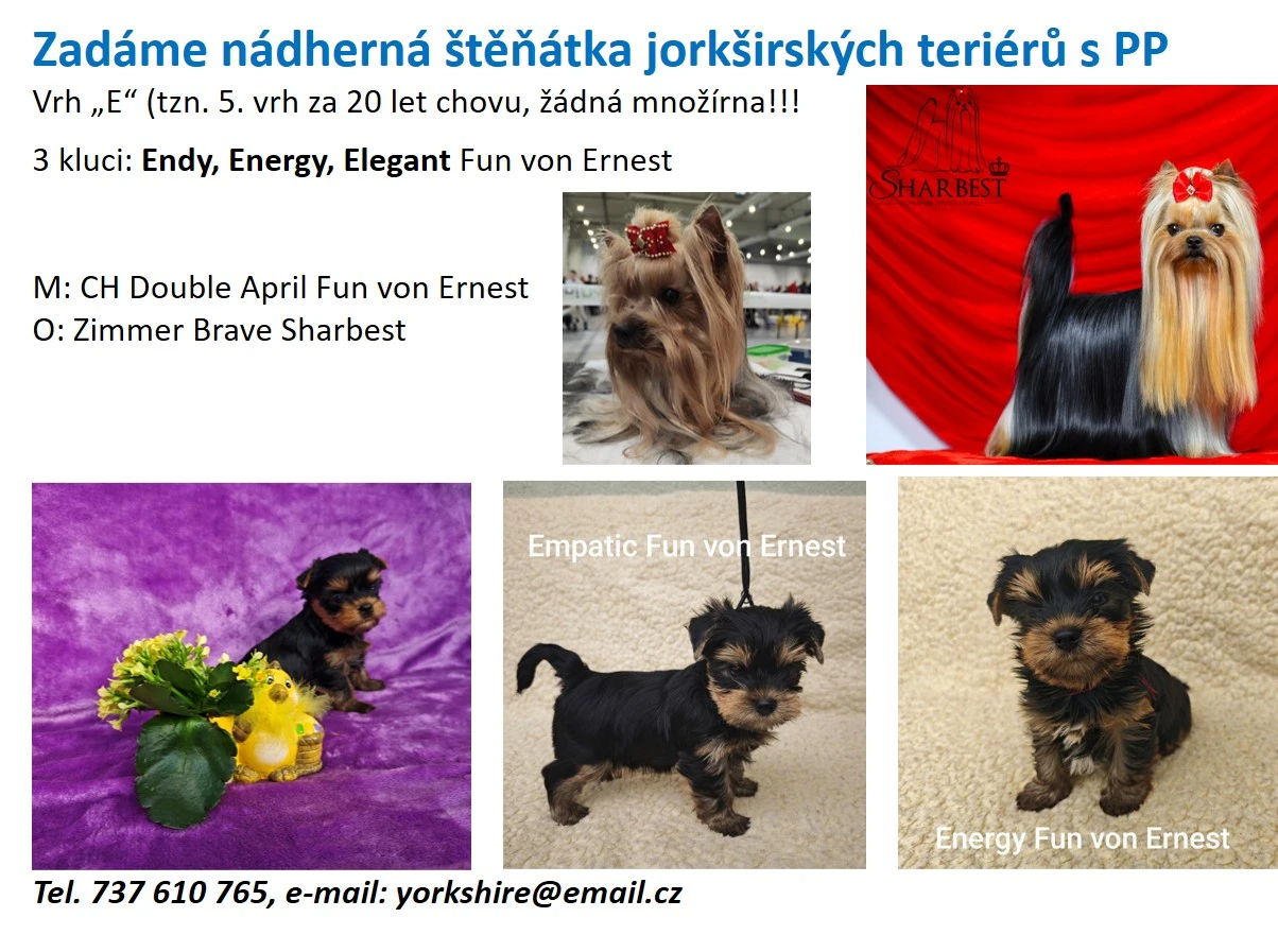 Krásní jorci -pejsci s PP