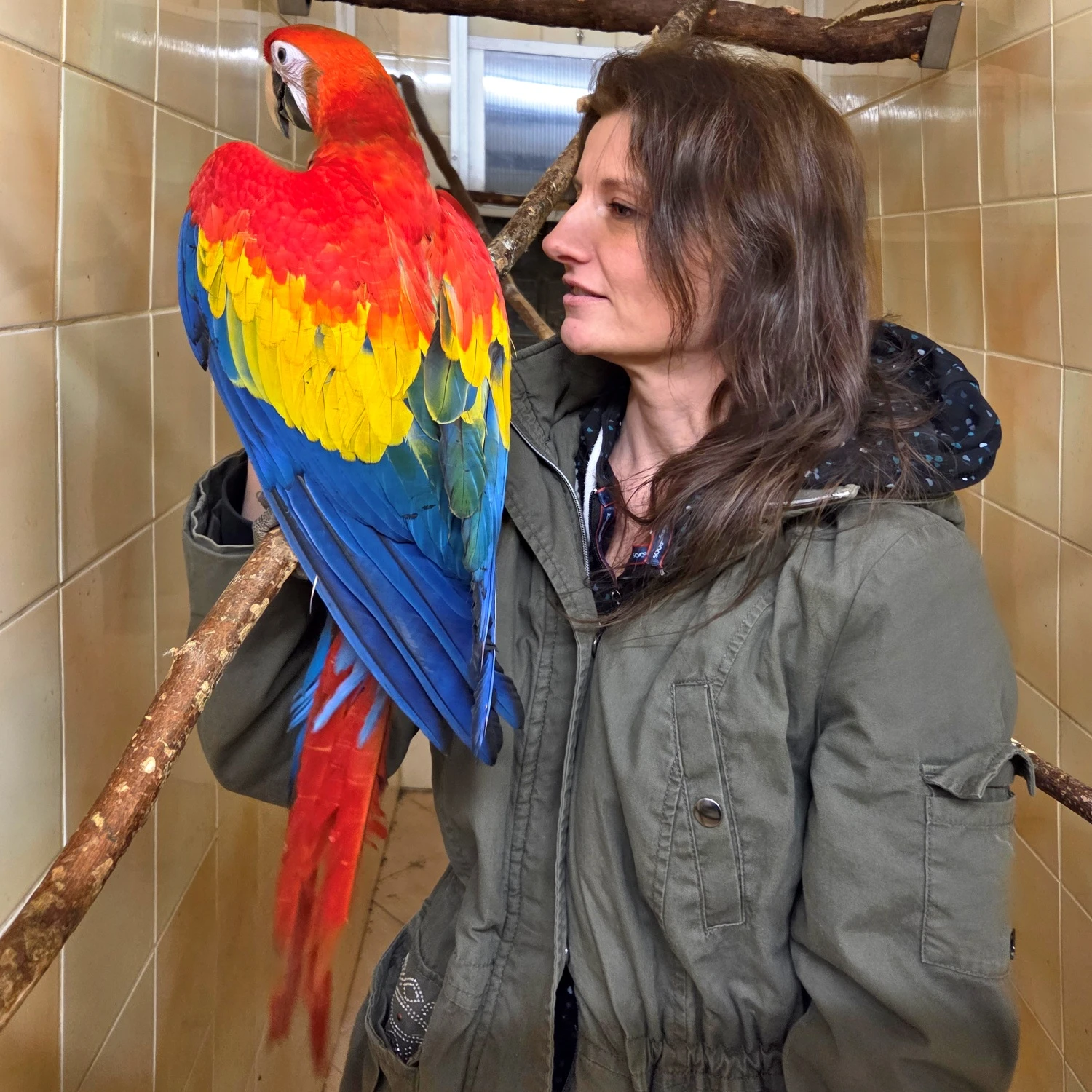 Ara Arakanga (Macao) 2025