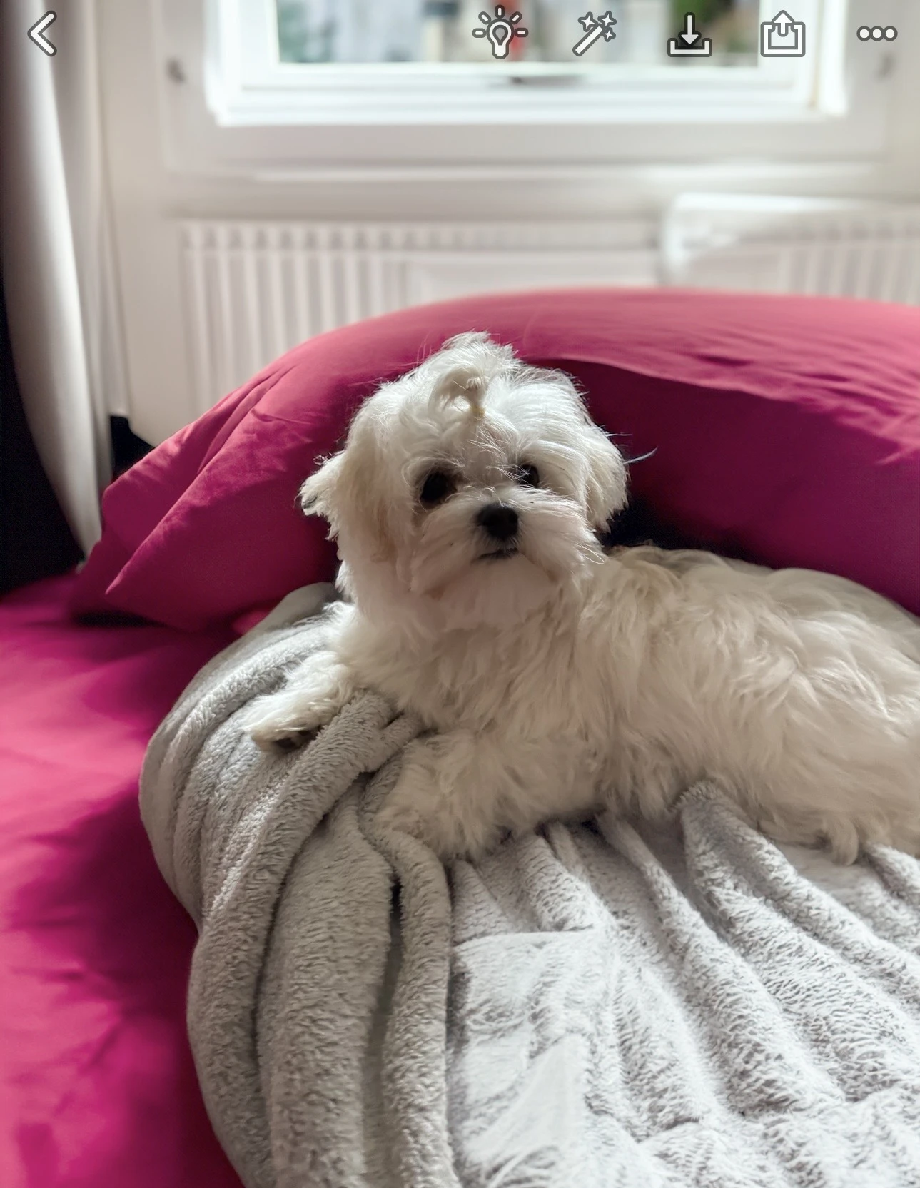 Maltézský psík s PP