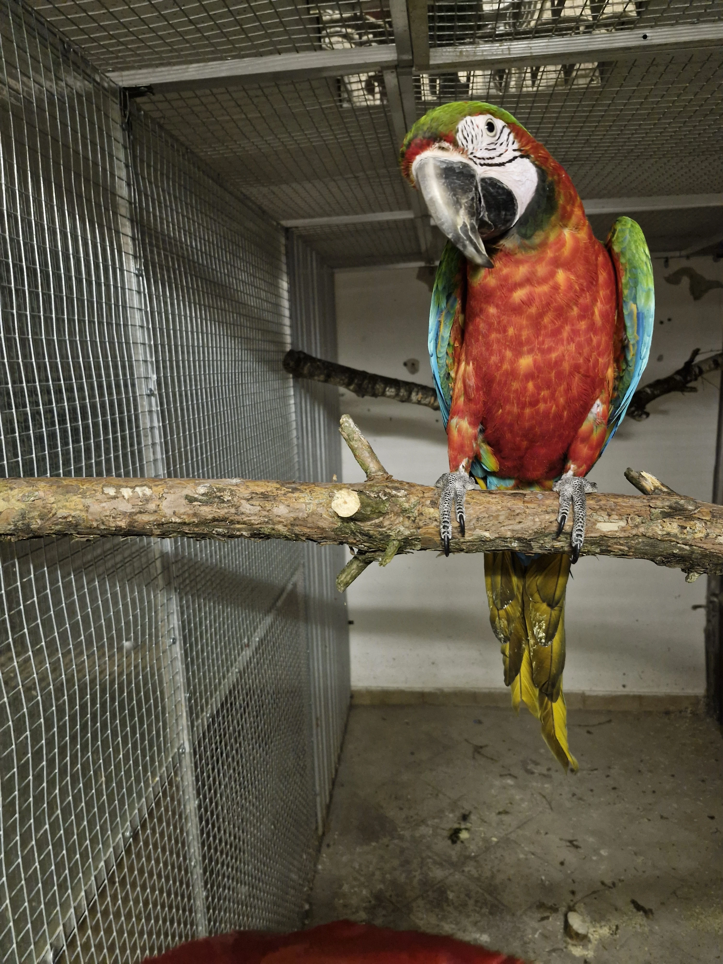 Prodám samce Harlekyna