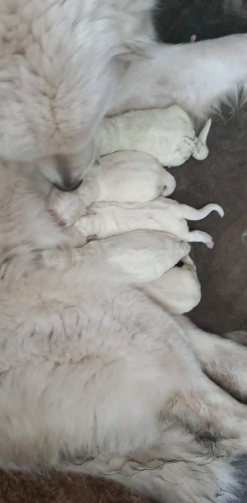 Prodám štěňata slovenský čuvač bez PP