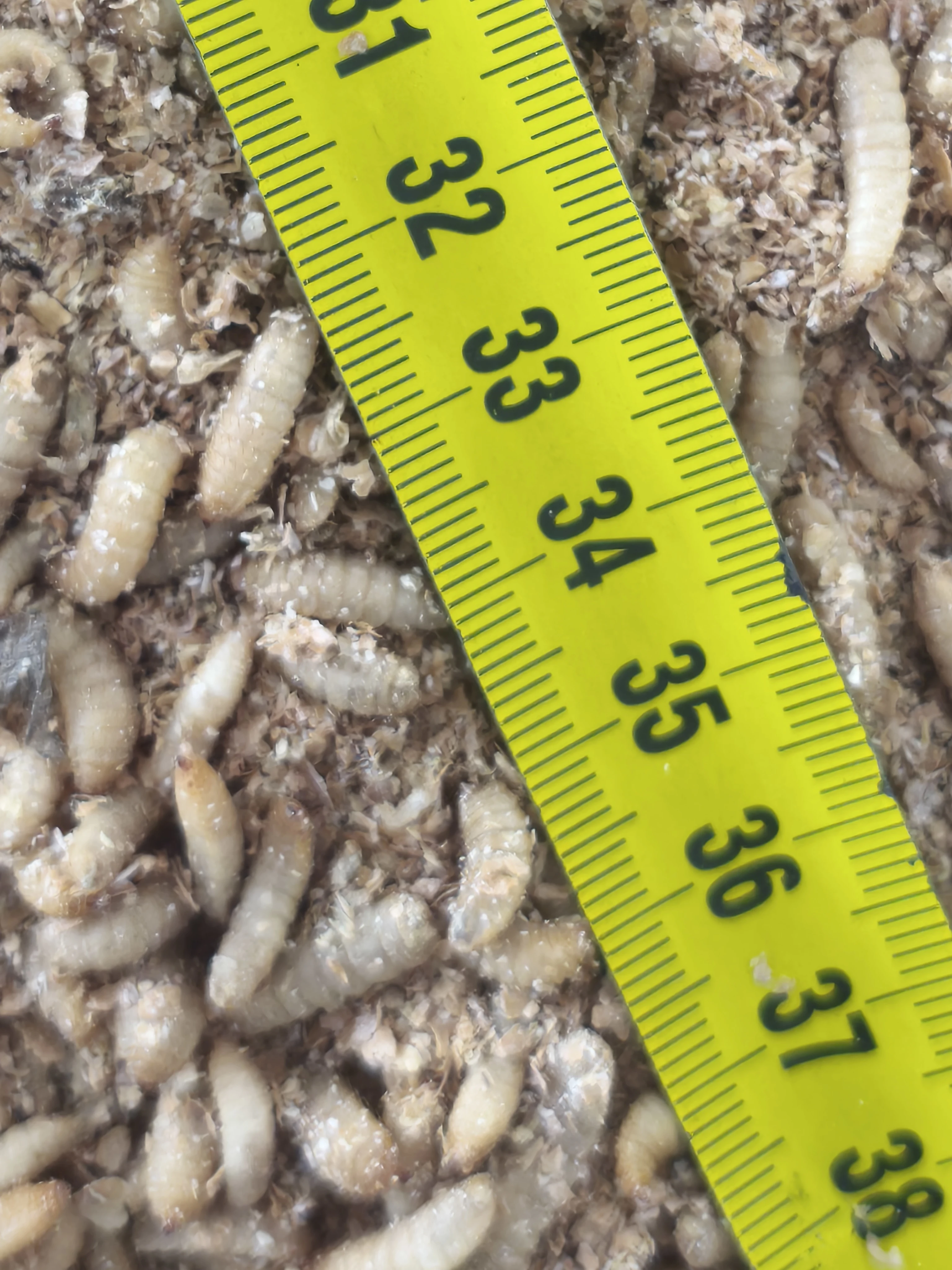 Kvalitní krmný hmyz - široký sortiment - rozvoz zdarma