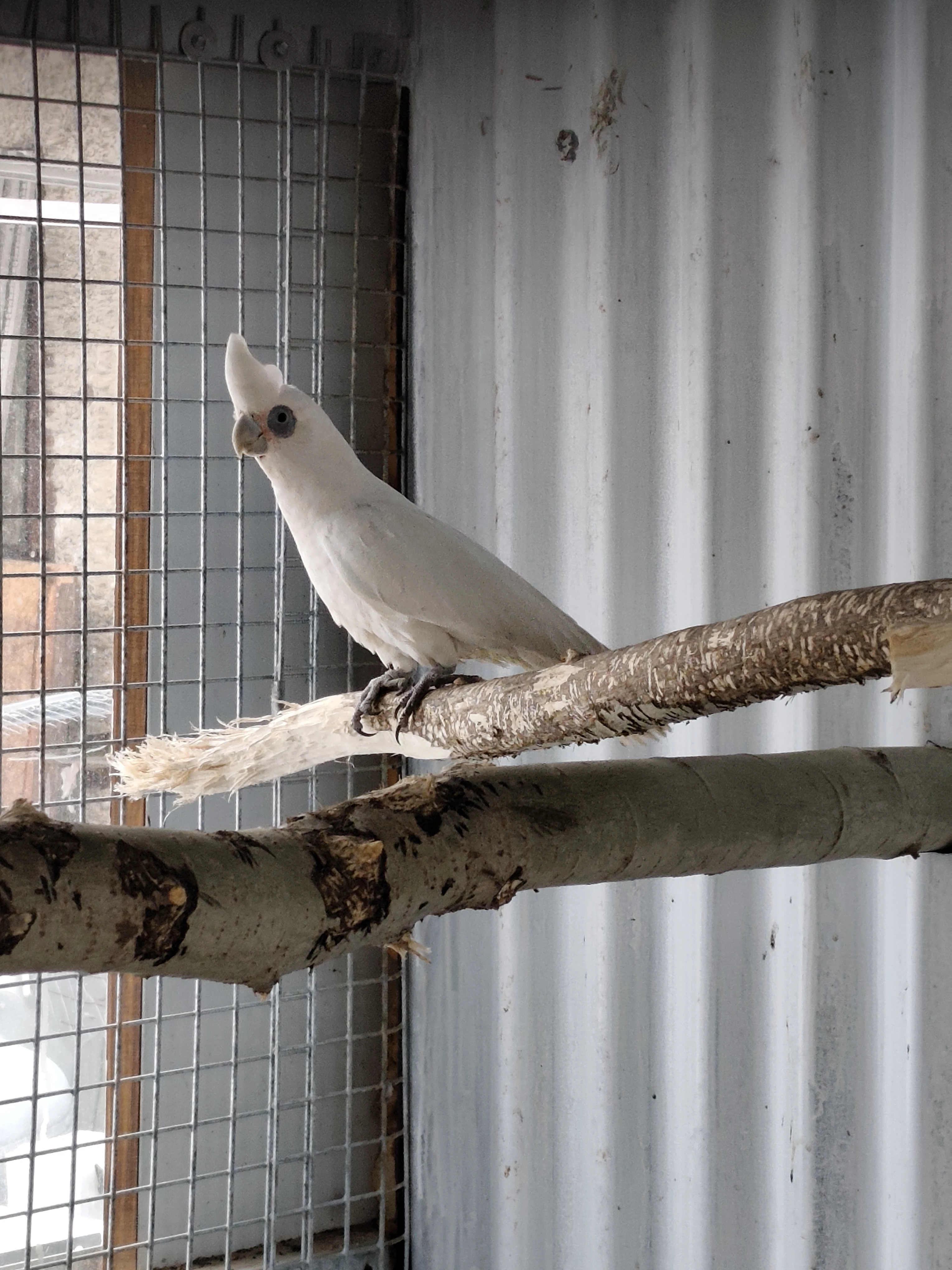 Kakadu naholící 0.1