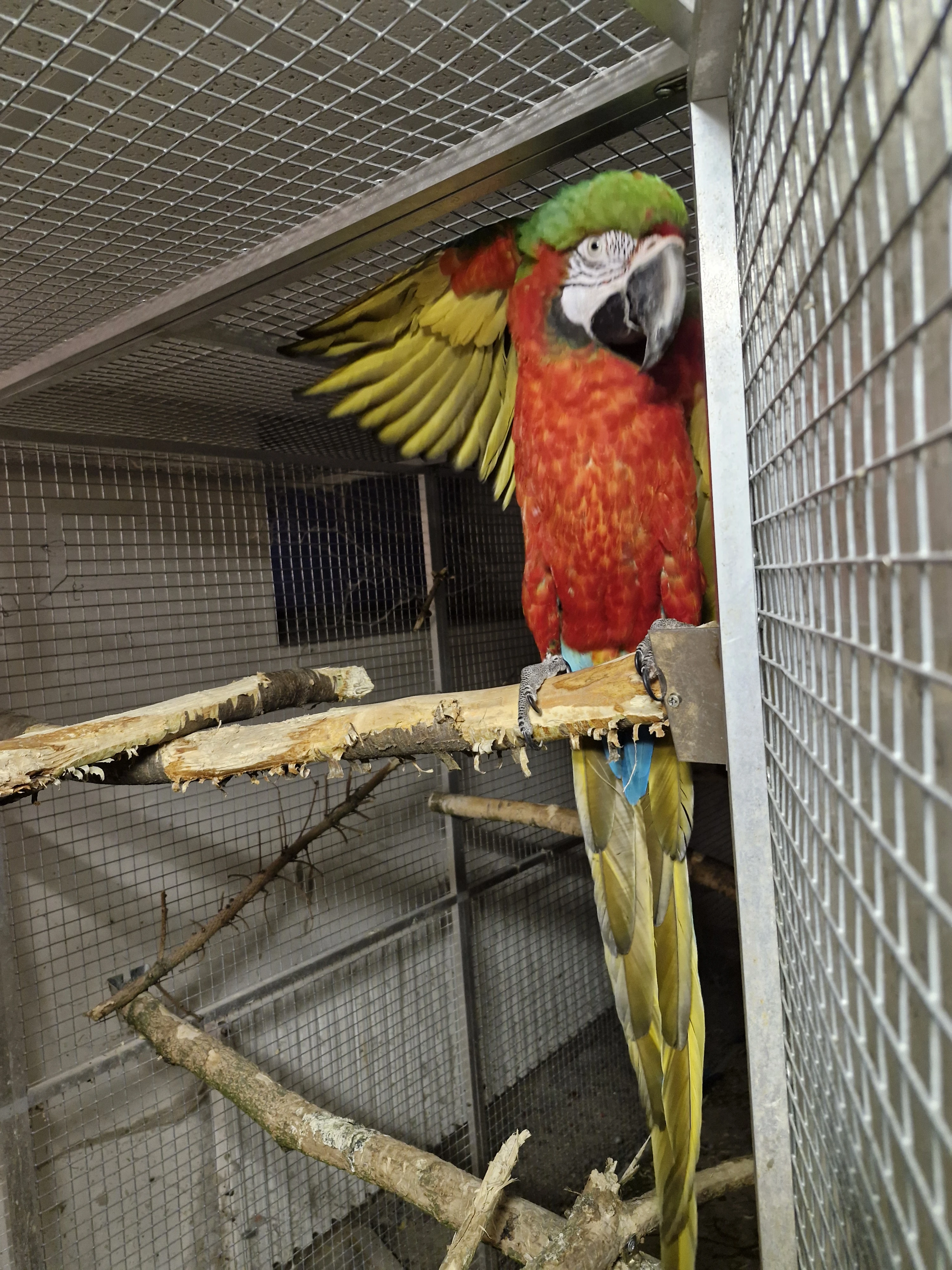 Prodám samce Harlekyna