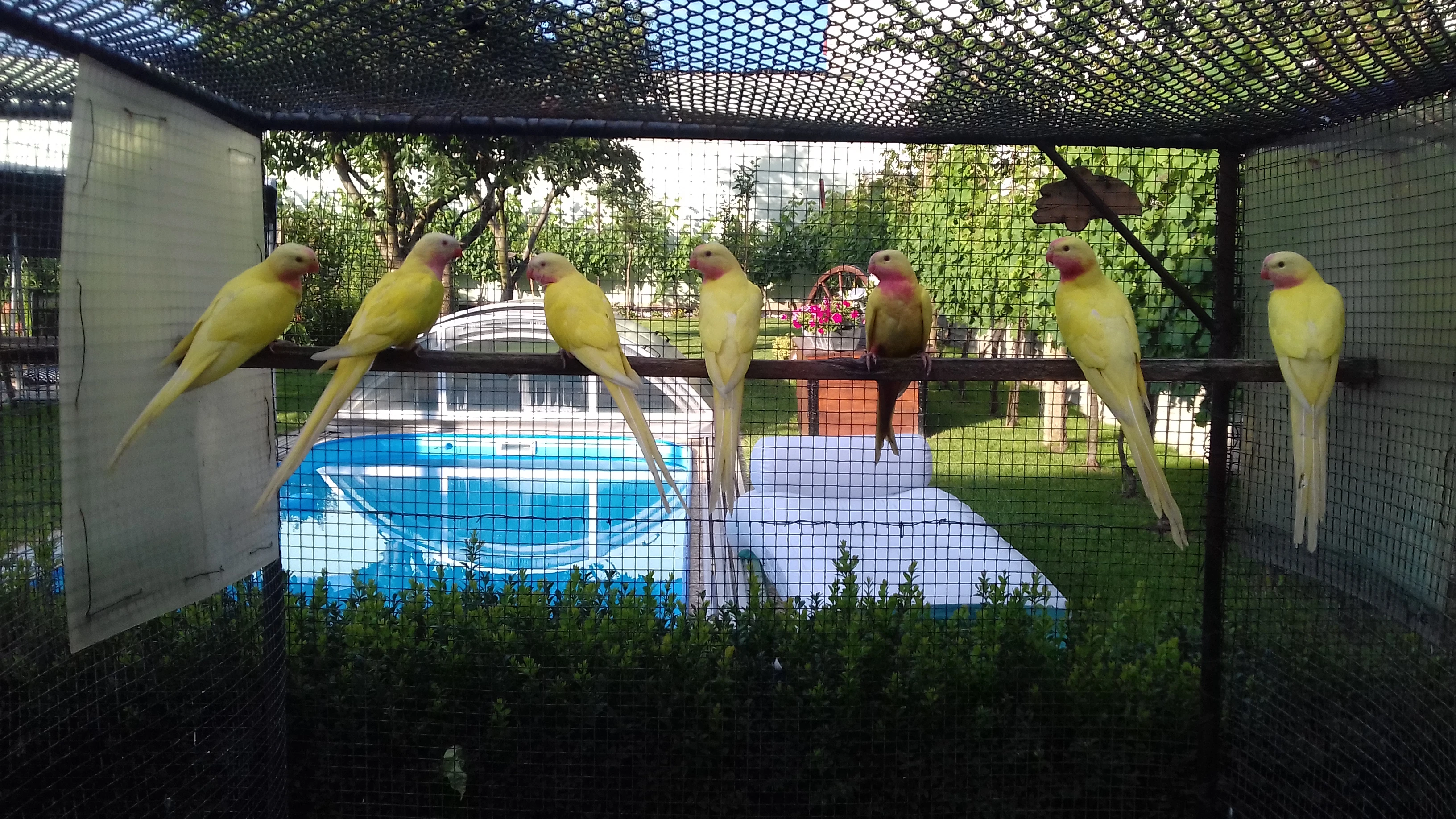 Pap.alexandřin(princ)