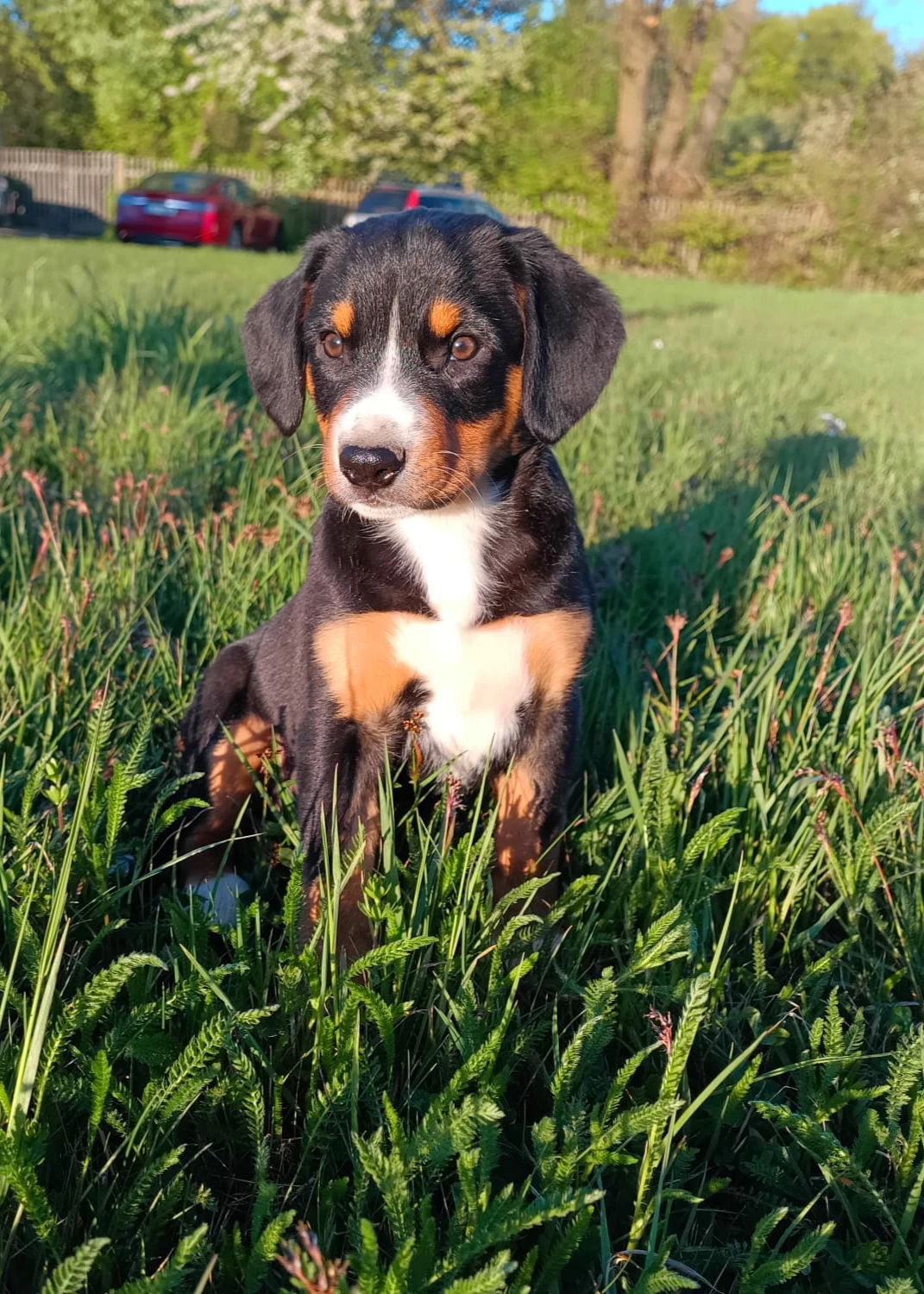 Entlebušský salašnický pes - štěňata s PP