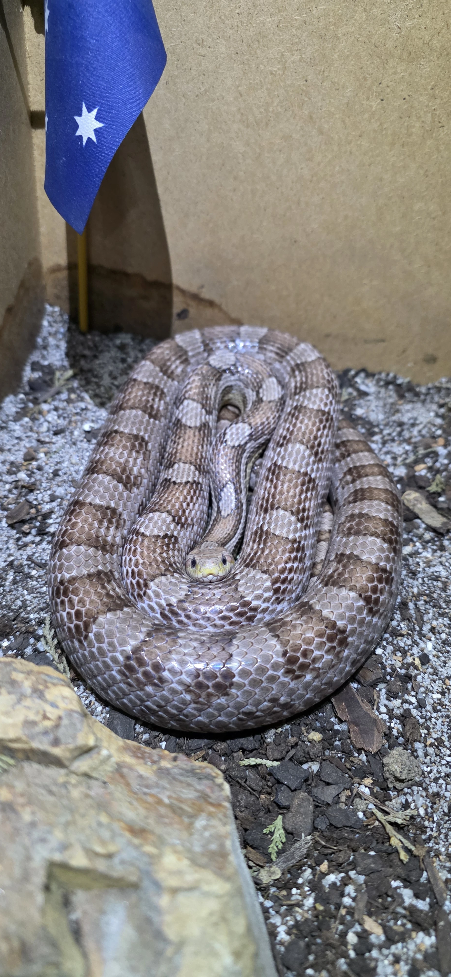 Daruji samce užovky červené