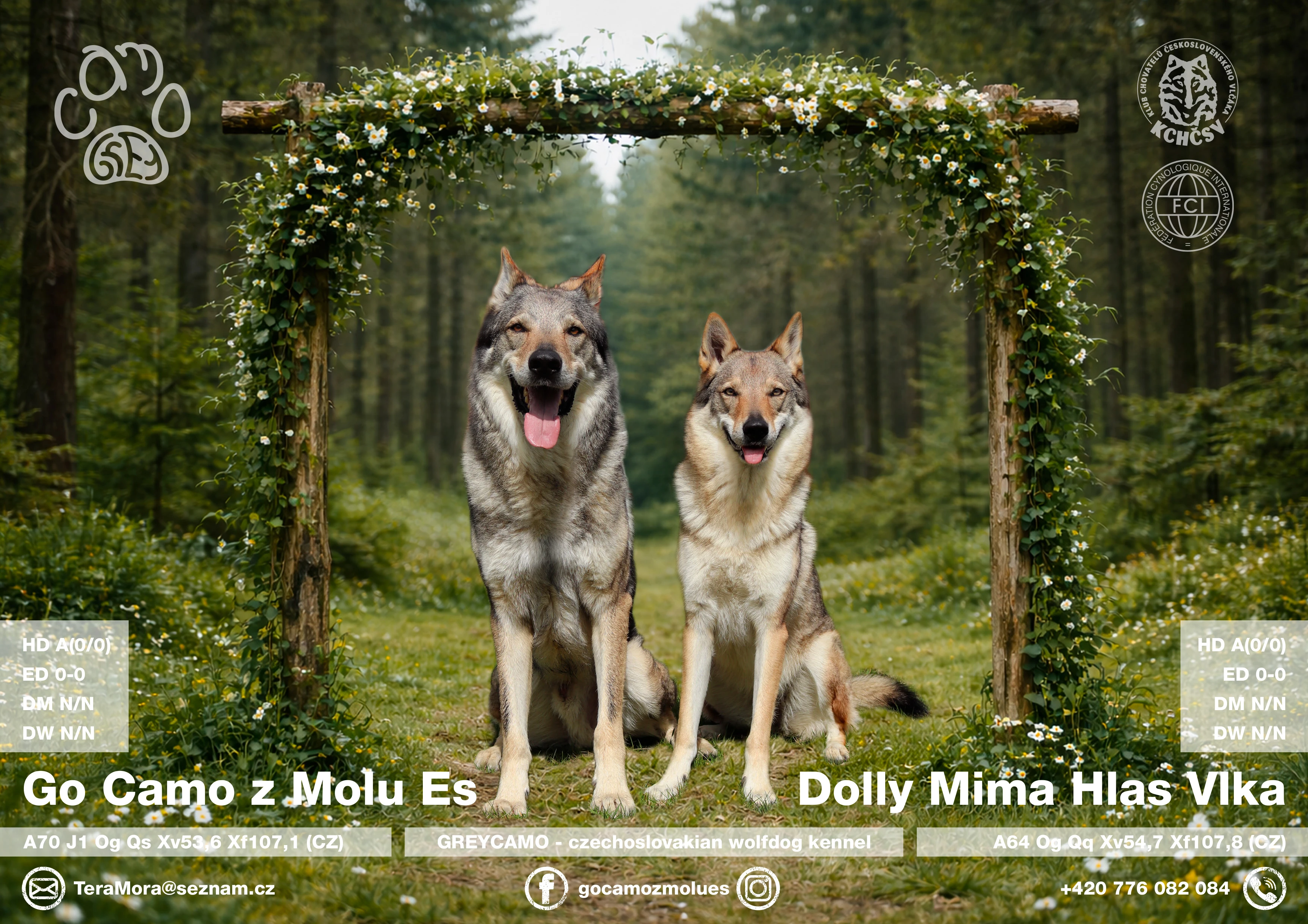 Štěňata československého vlčáka s PP