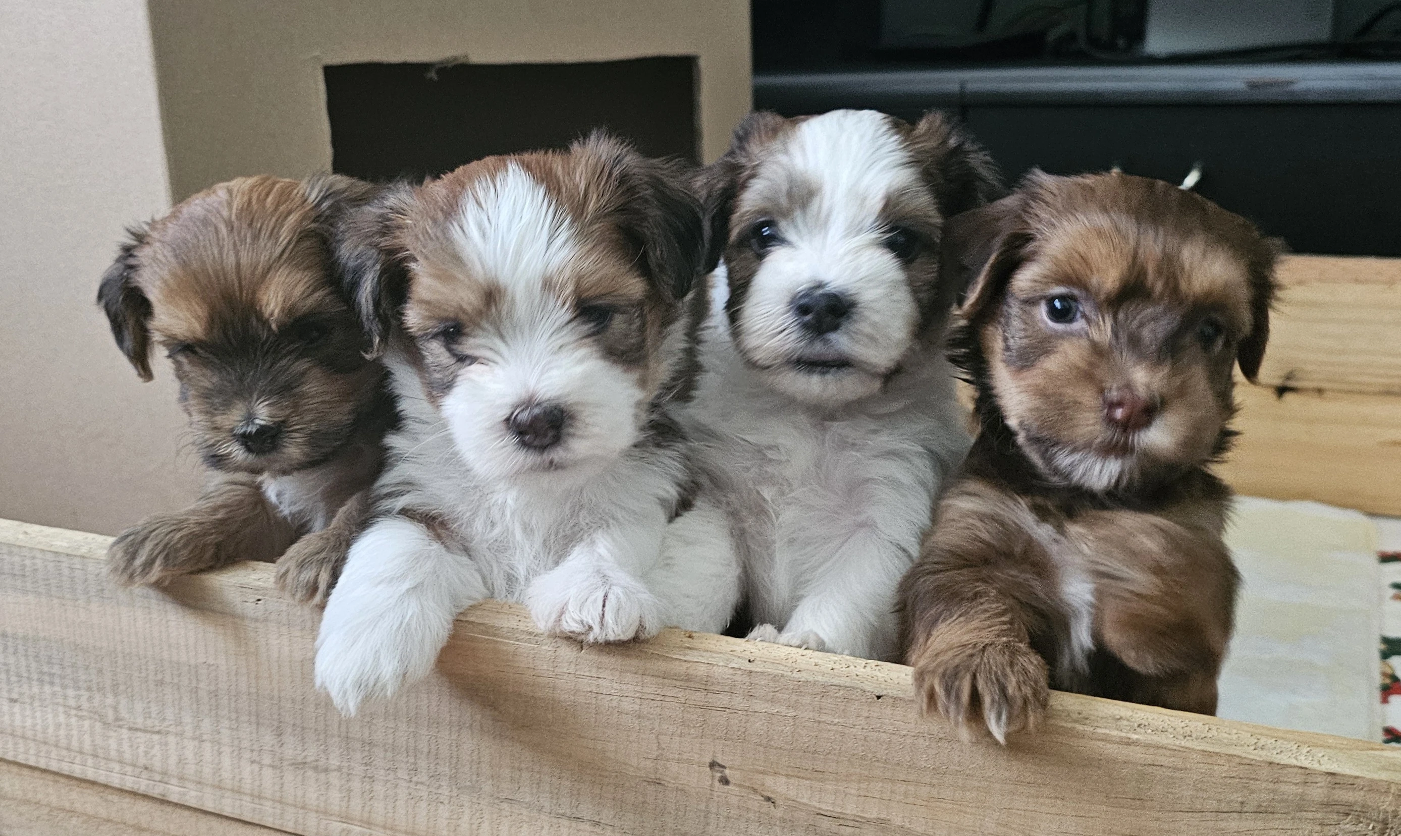 Zadáme štěňátka havanských psíků s PP po výborných rodičích