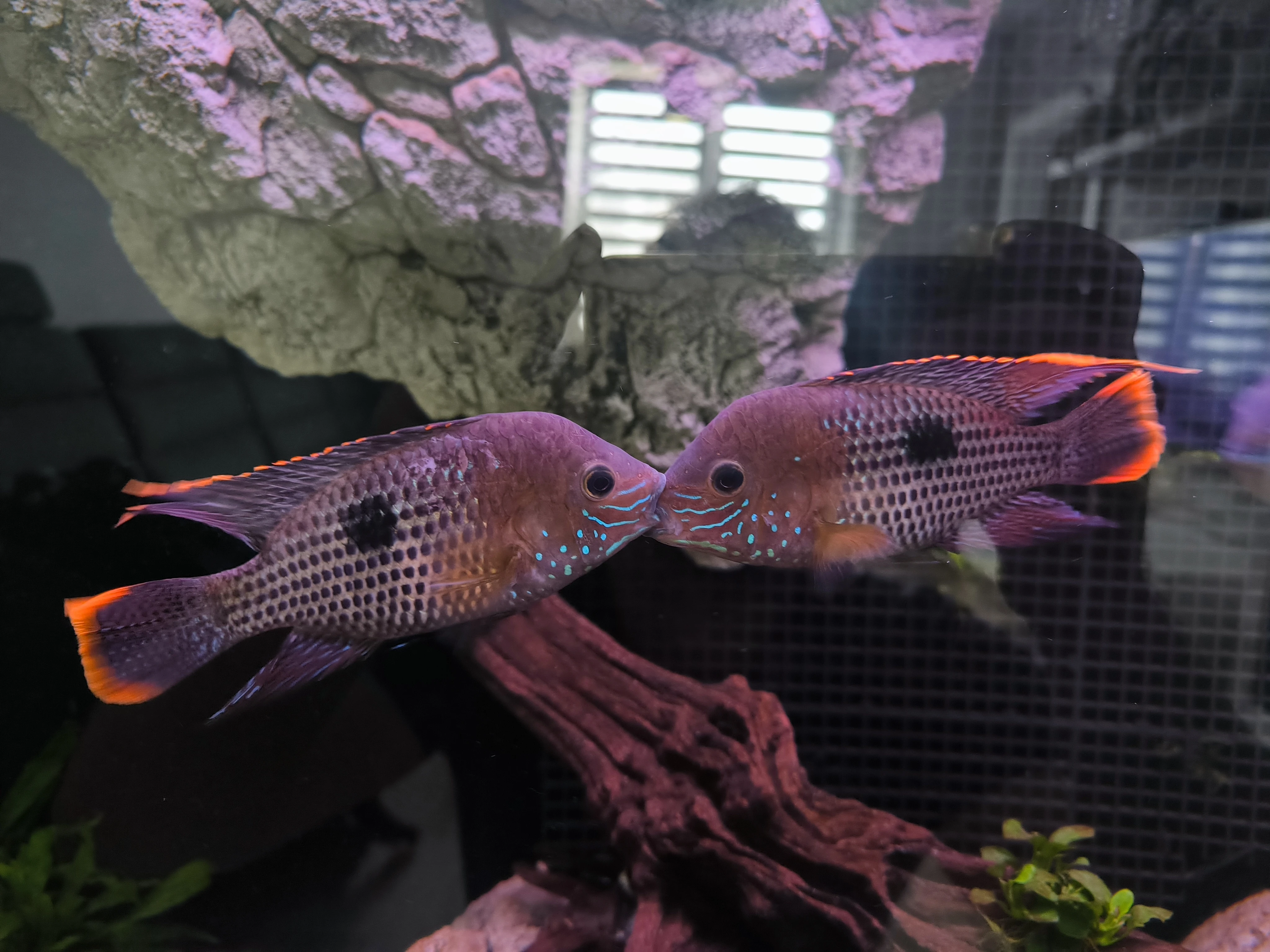 Chlapáci akary potoční