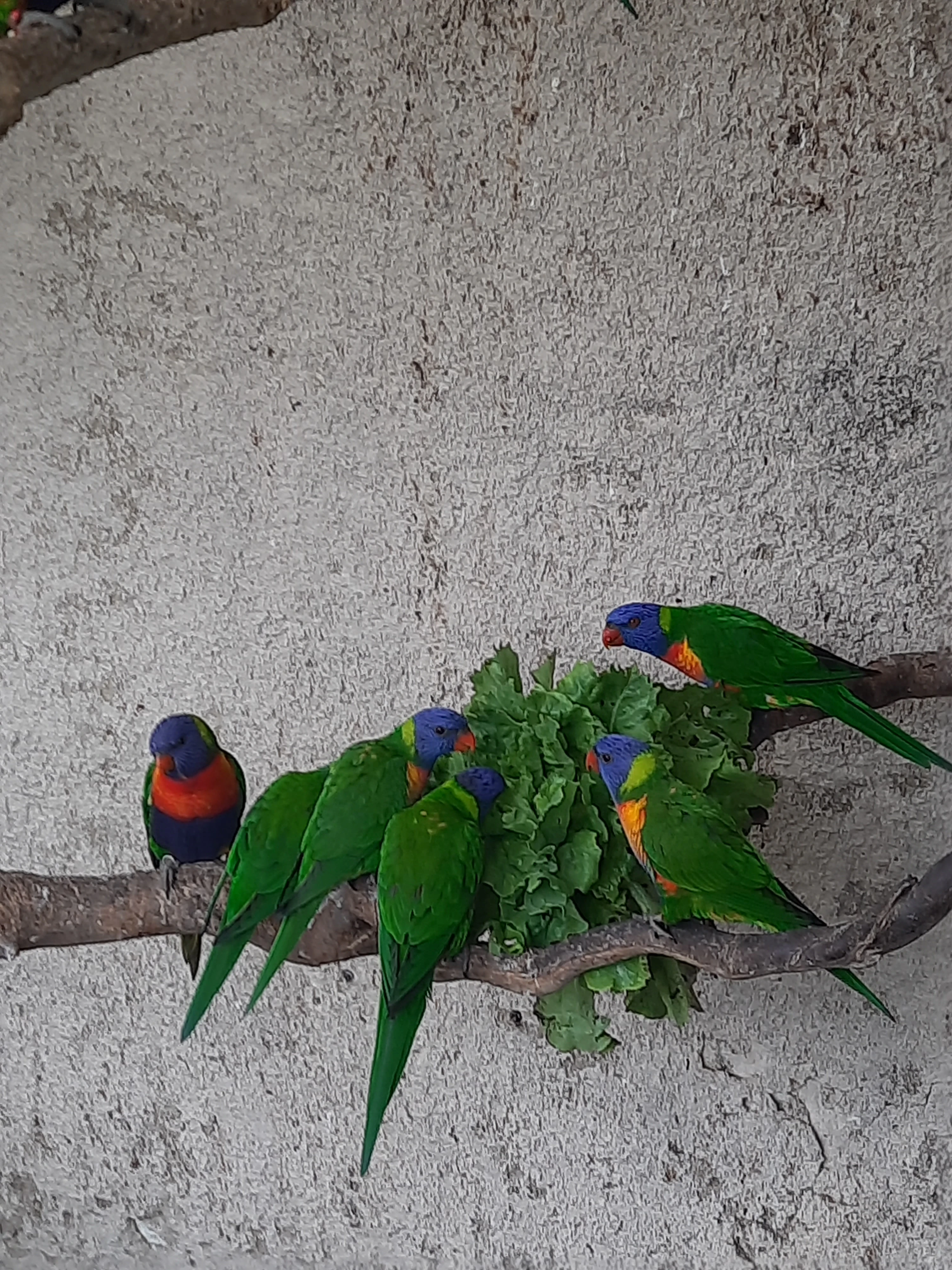 Lori mnohobarvý horský