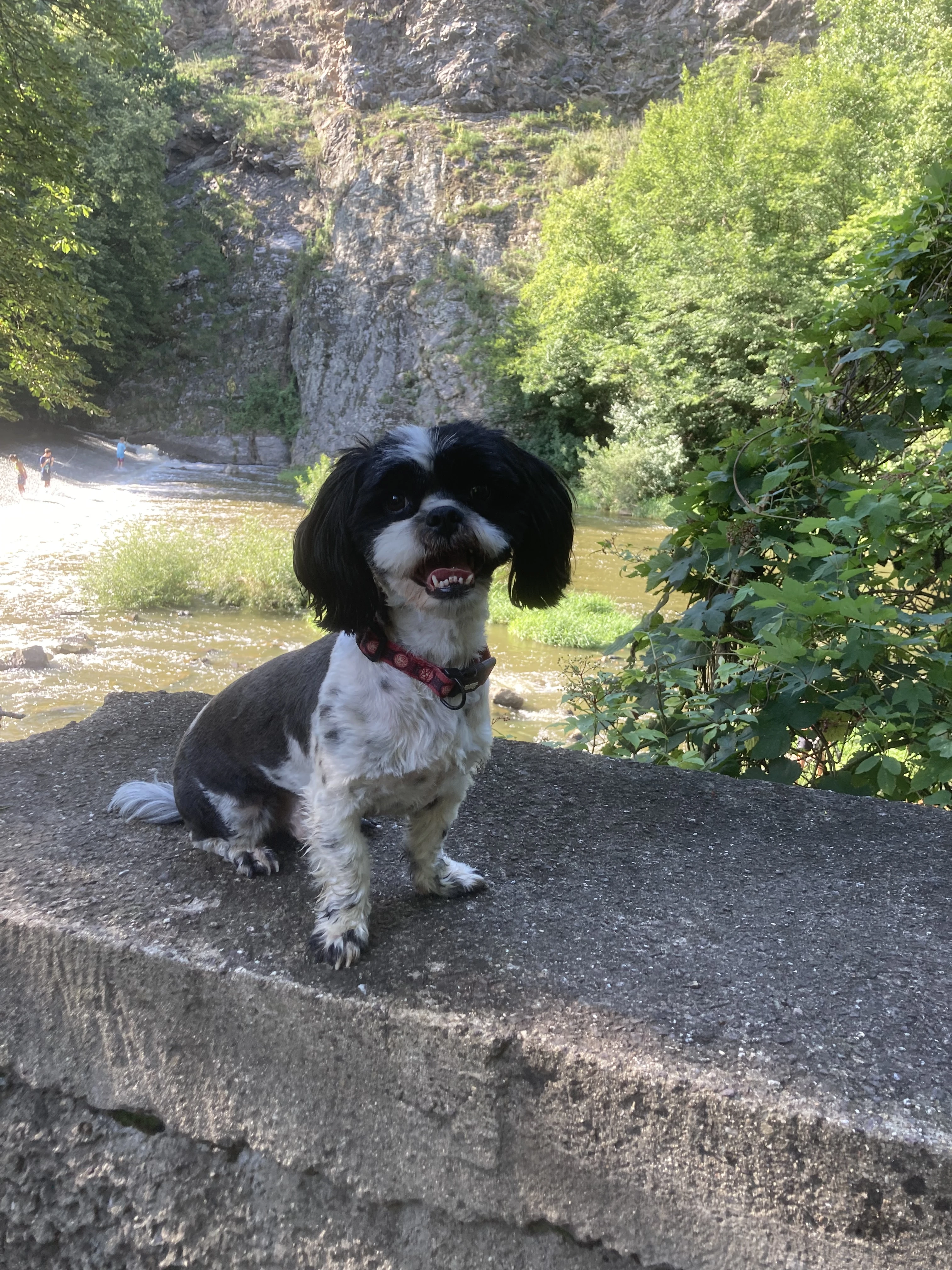 Stříhání pejsků