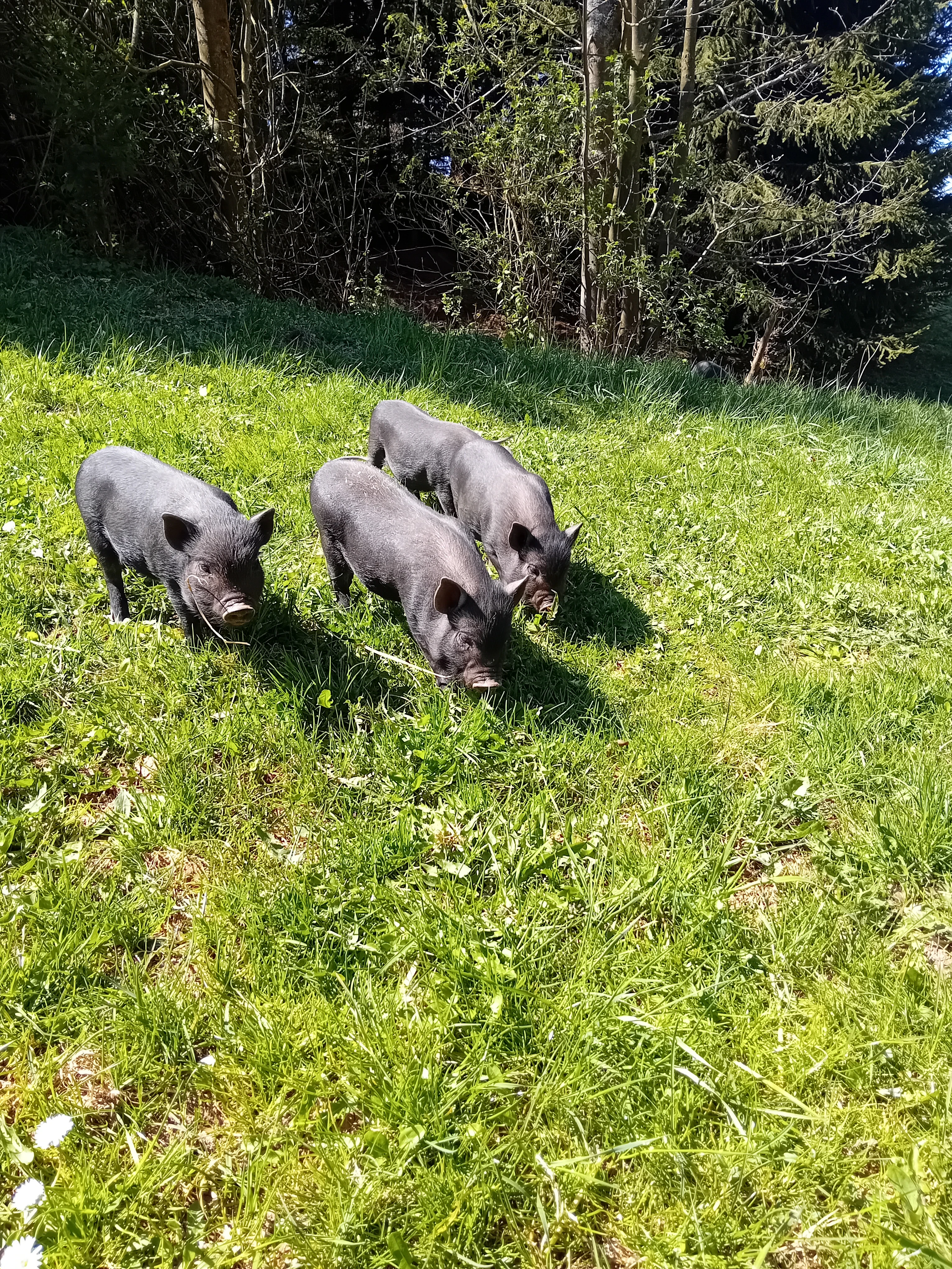 Nabízím selata Gottingenského prasete