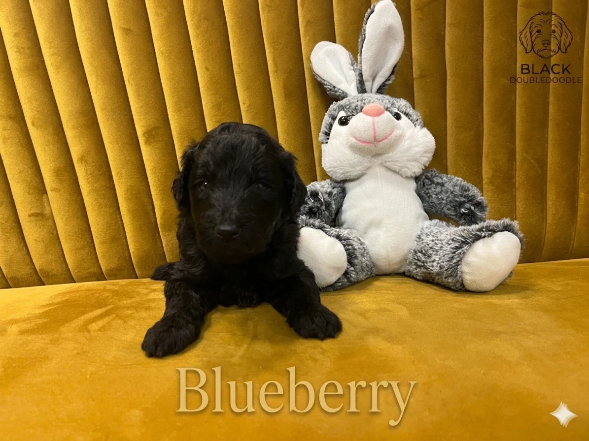 Doubledoodle (Labradoodle, Bordoodle)