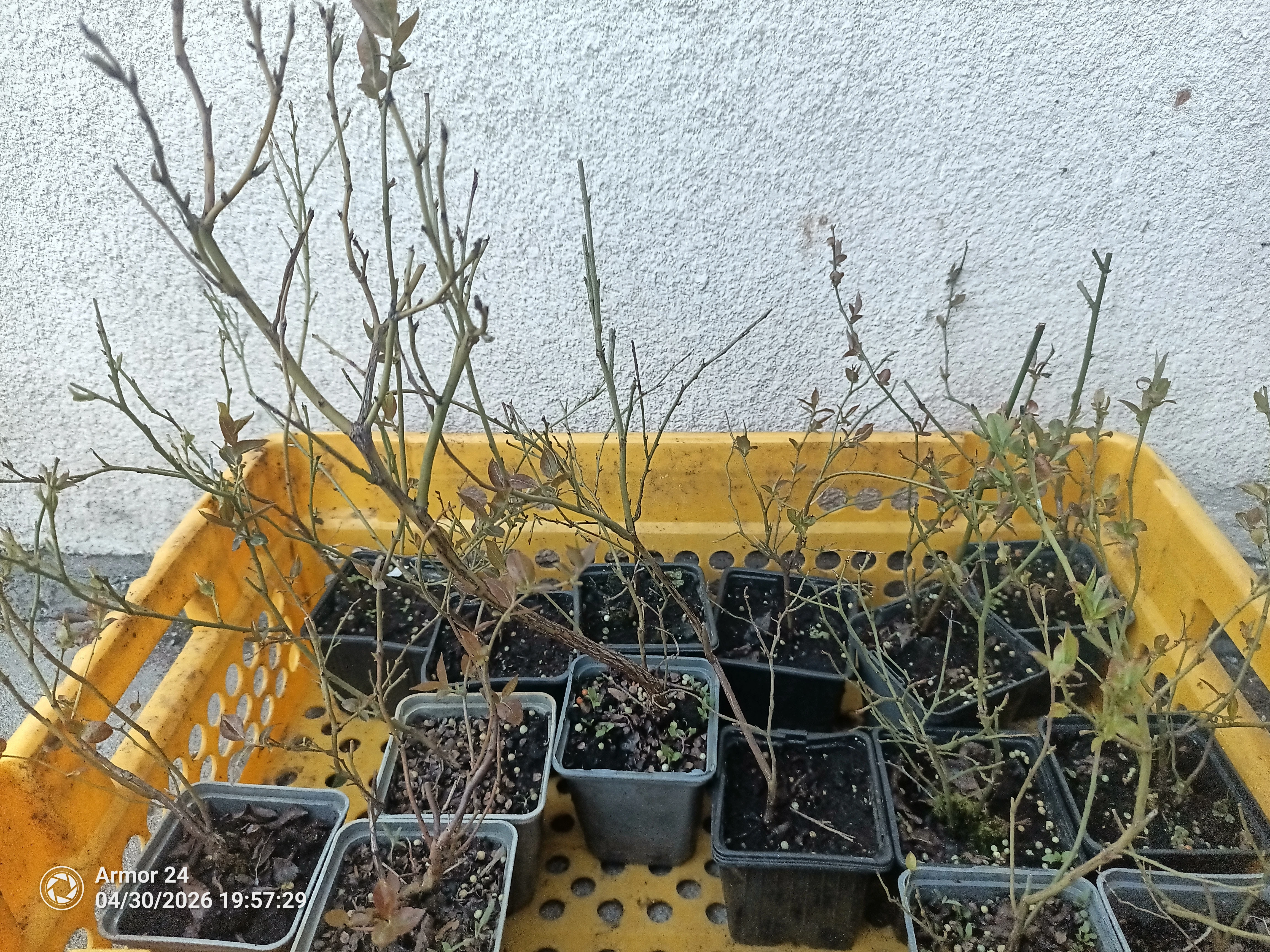 Kanadské borůvky v květníku P-9