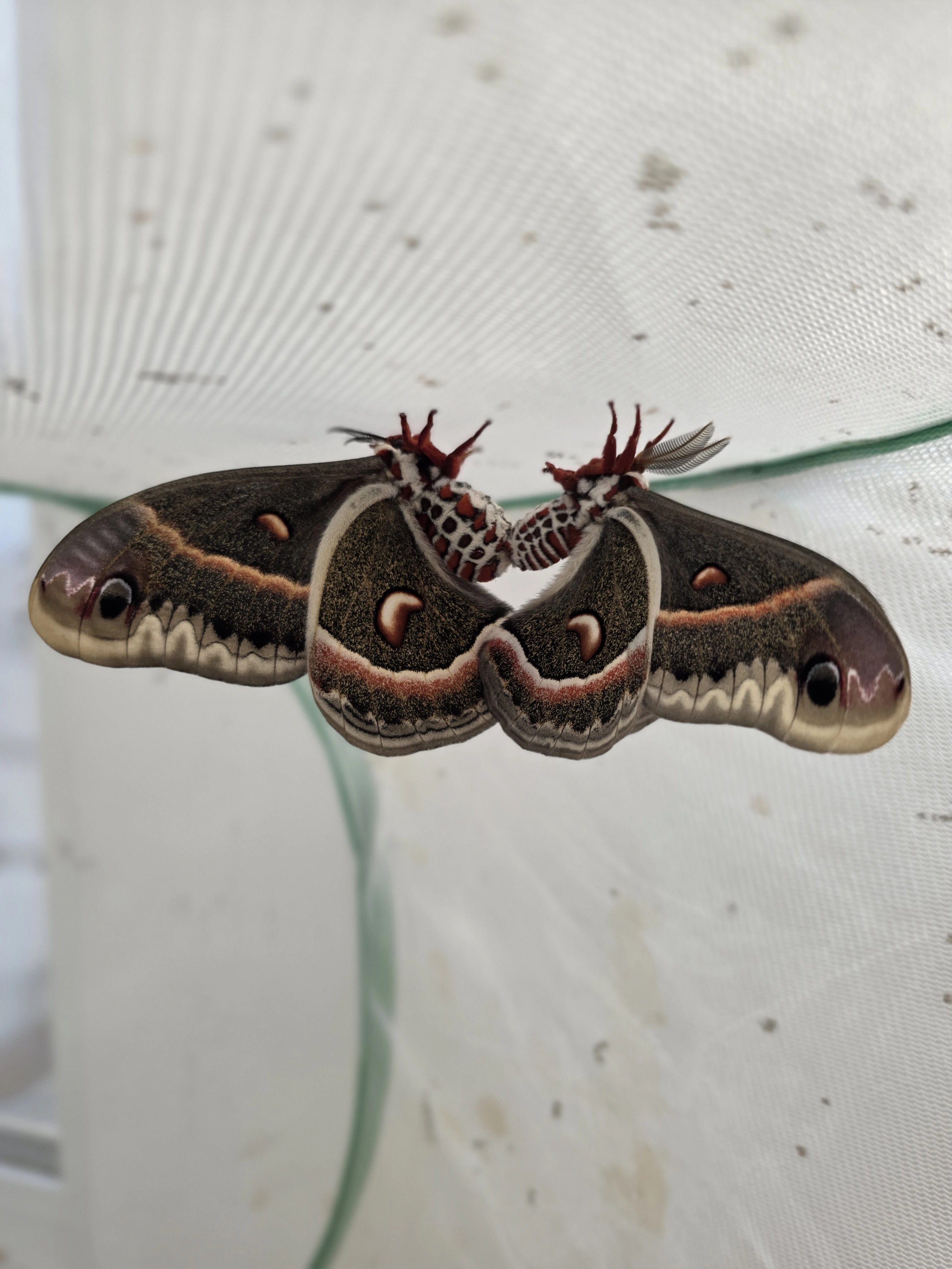 Hyalophora cecropia, vajíčka
