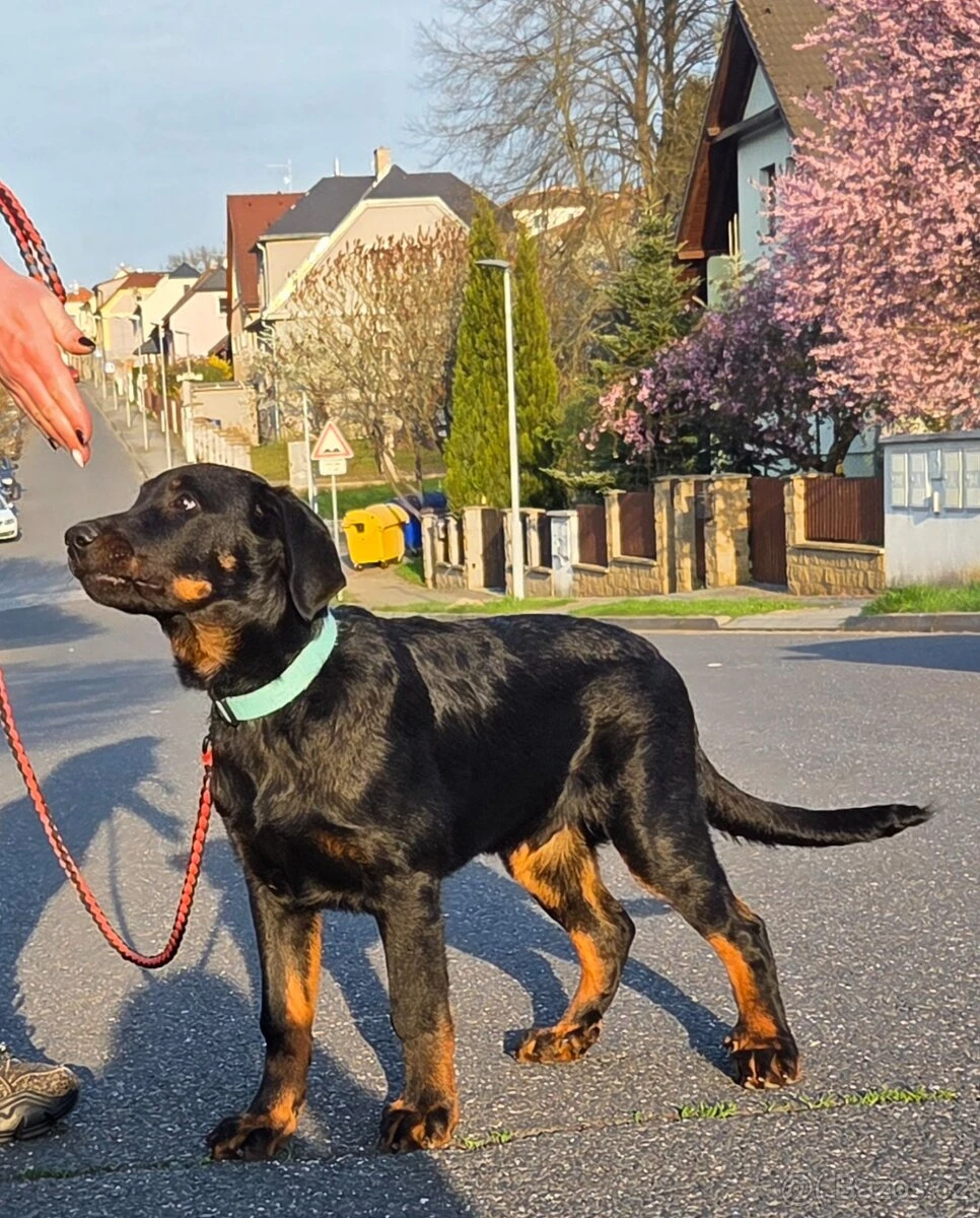 Beauceron s PP