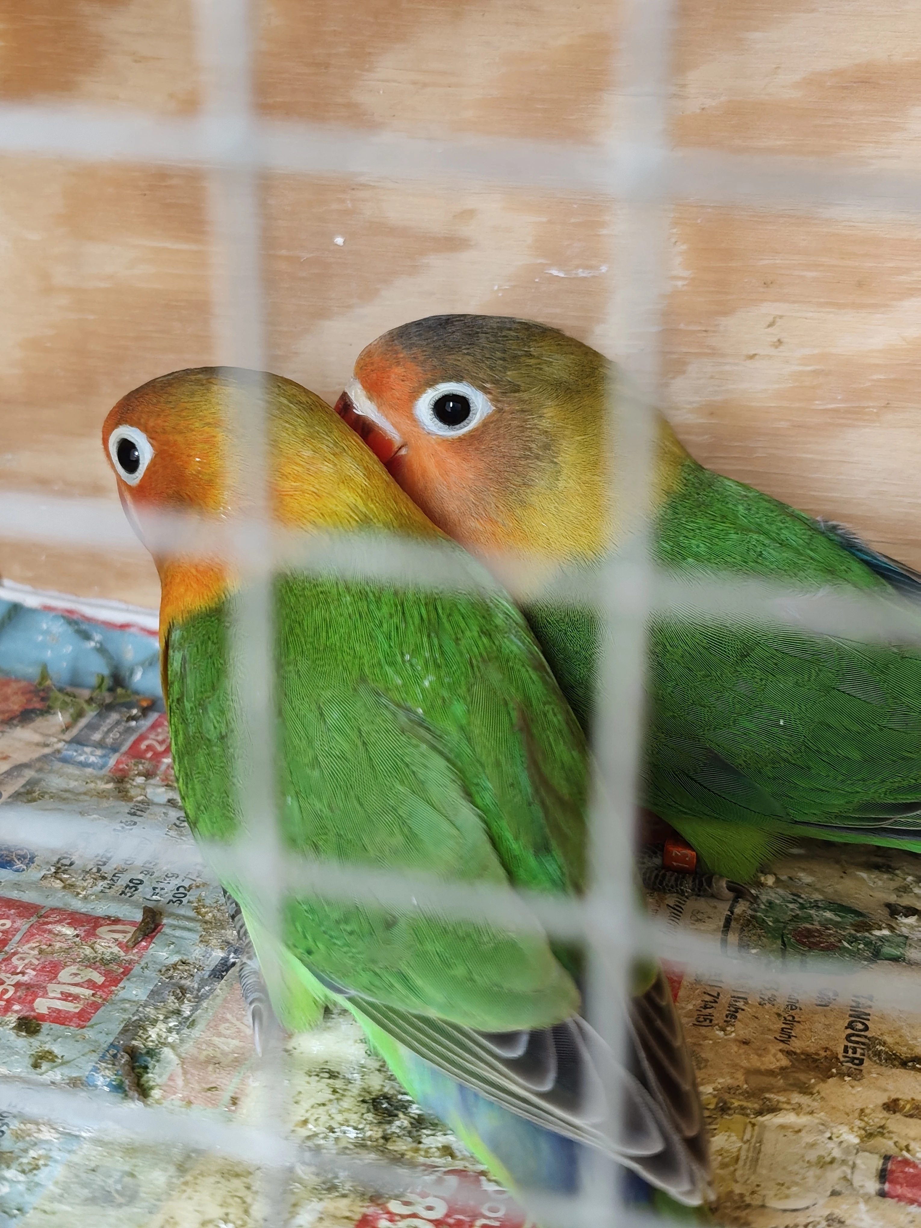 Agapornis Fischeri