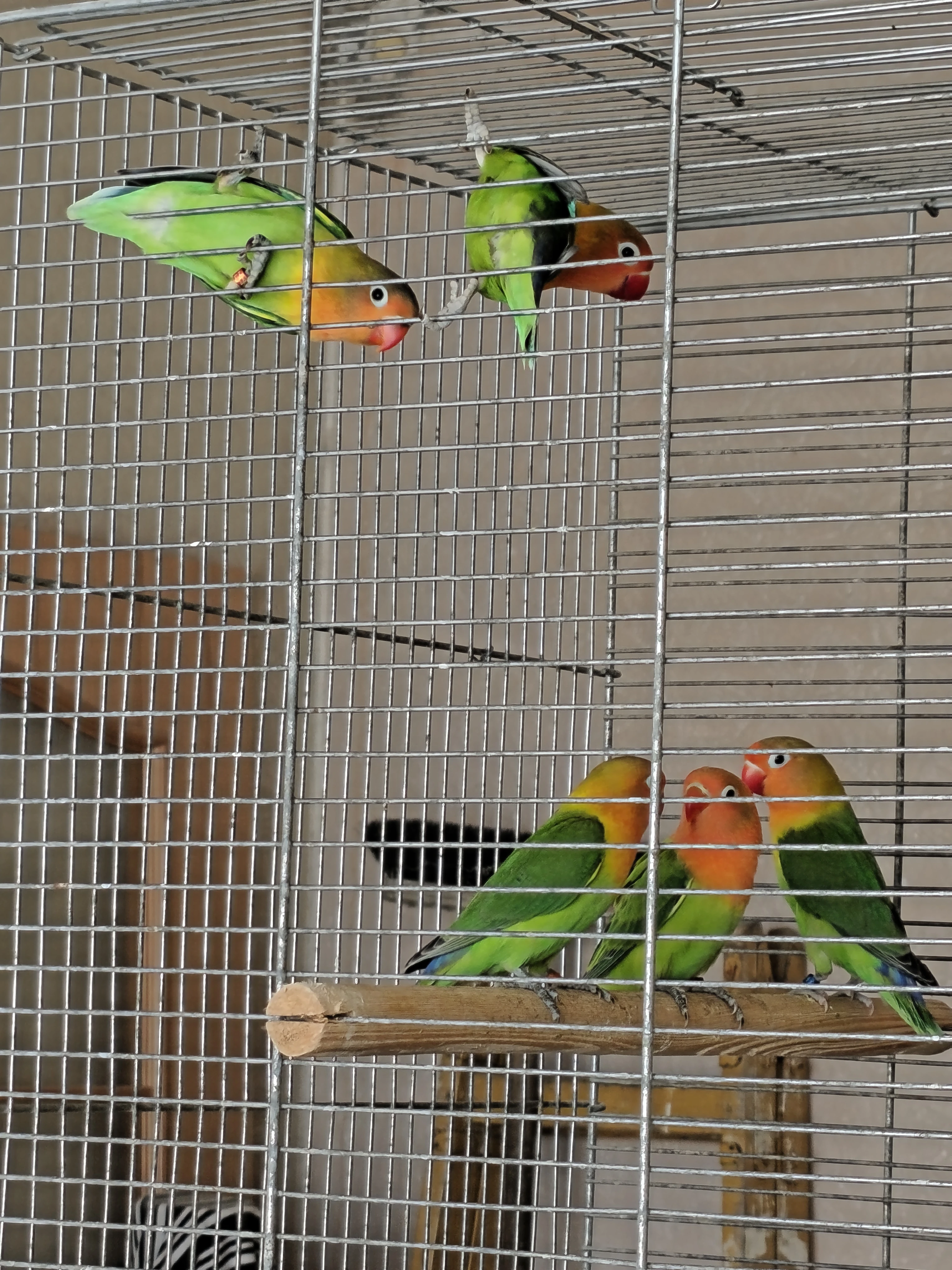 Agapornis Fischeri