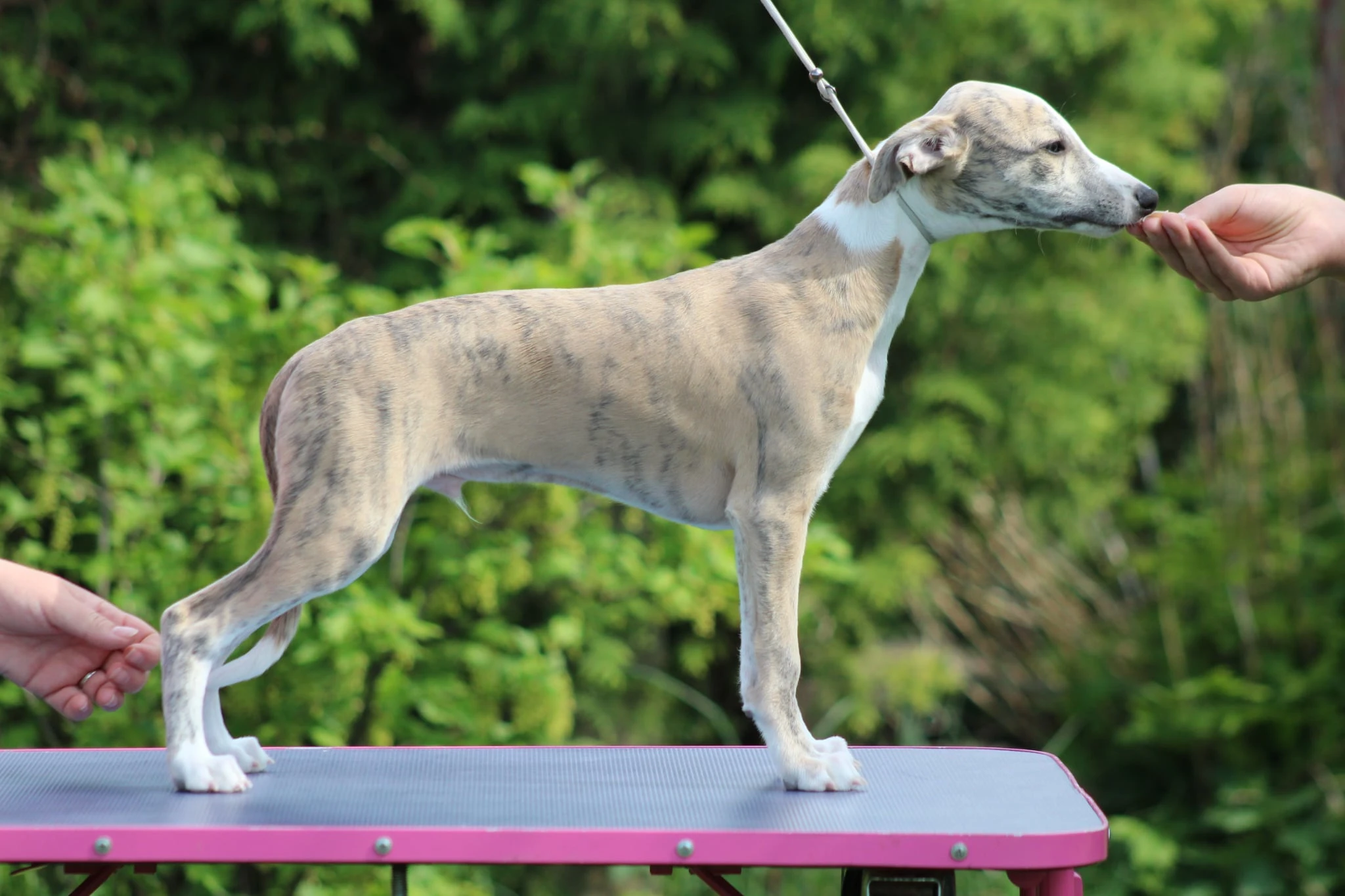 Vipet/ whippet s PP