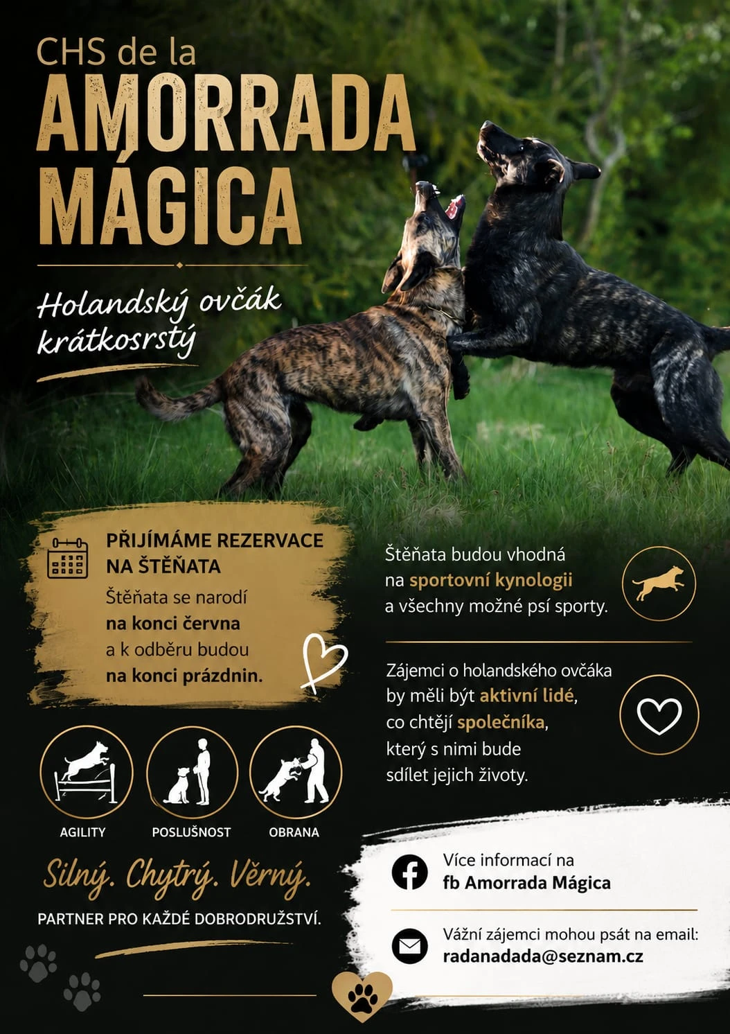 Holandský ovčák krátkosrstý.