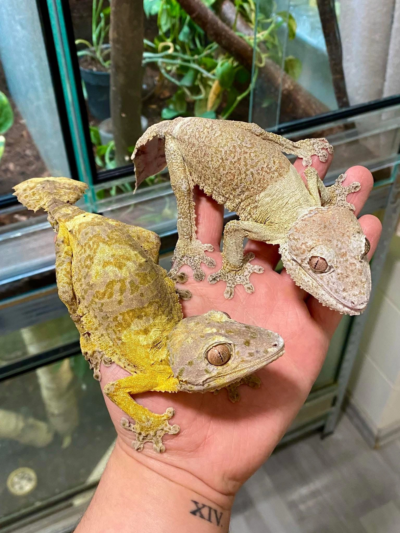 1.1 Uroplatus Henkeli Adult