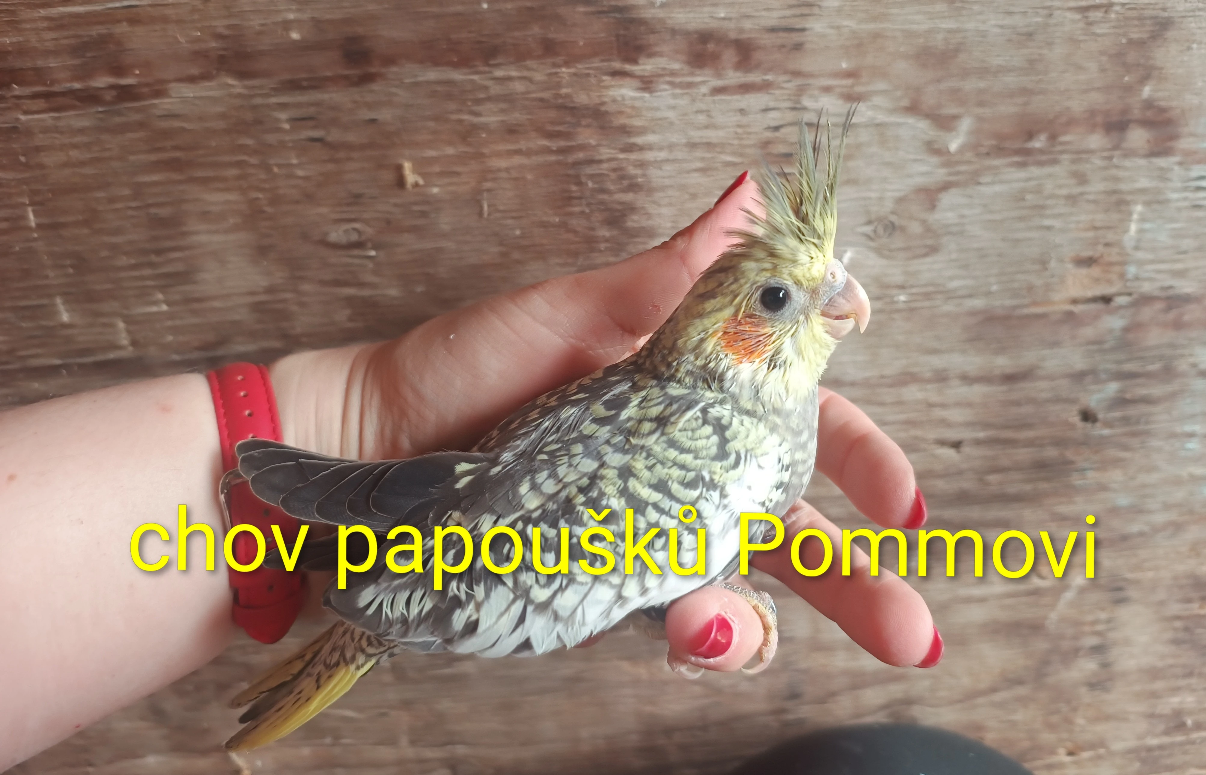 Varování před podvodníky