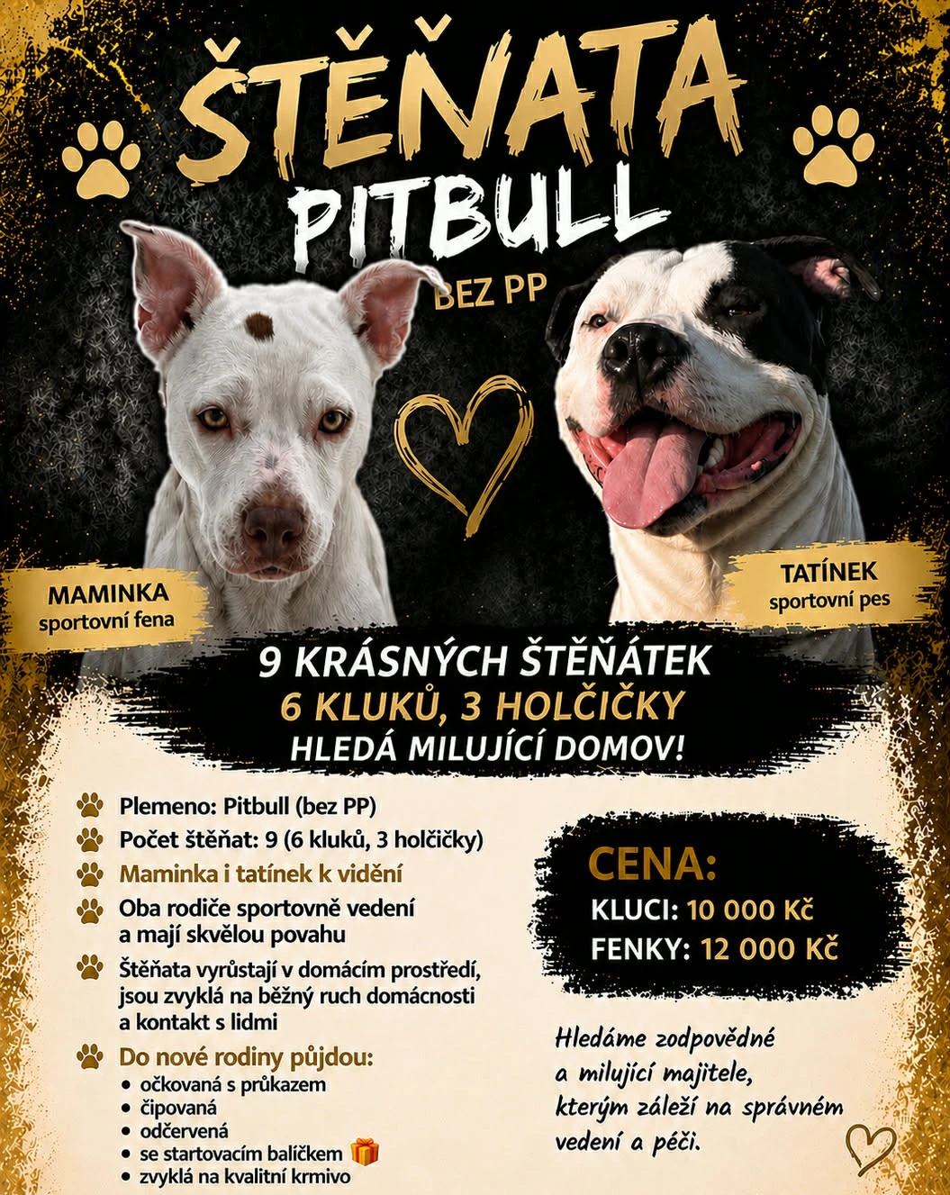 Pitbull bez PP