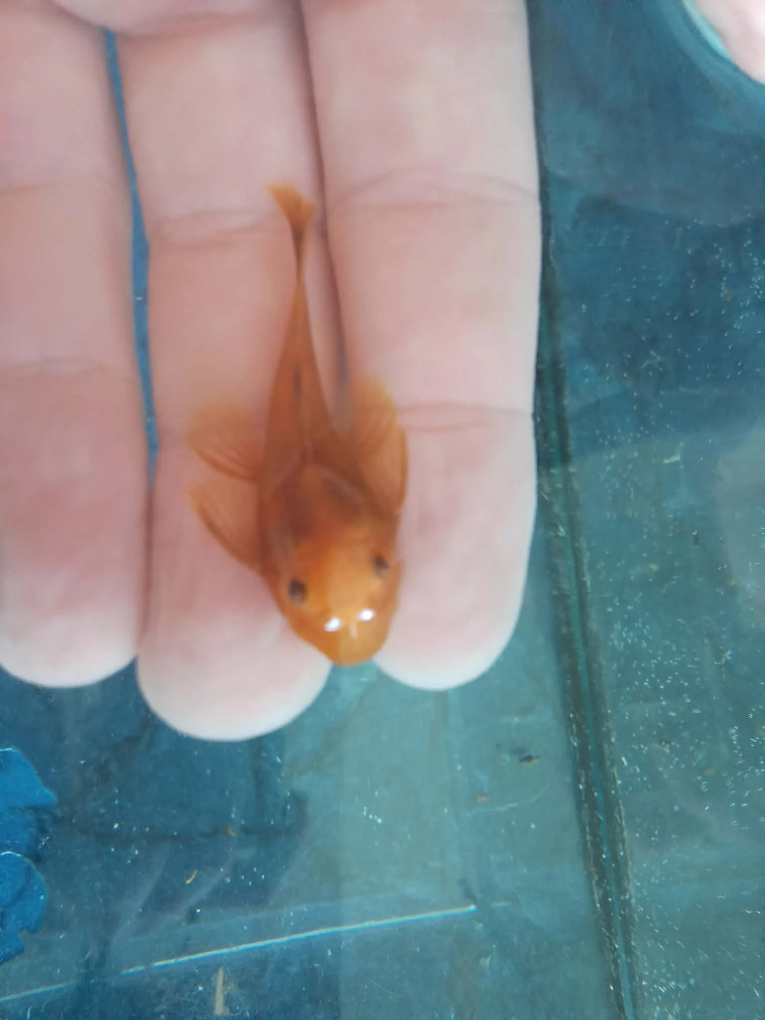 Ancistrus super red