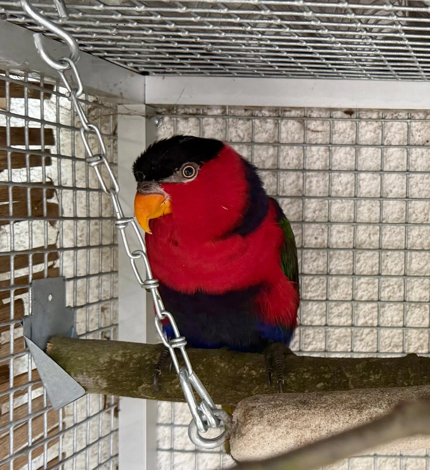 Lorius lory erythrothorax