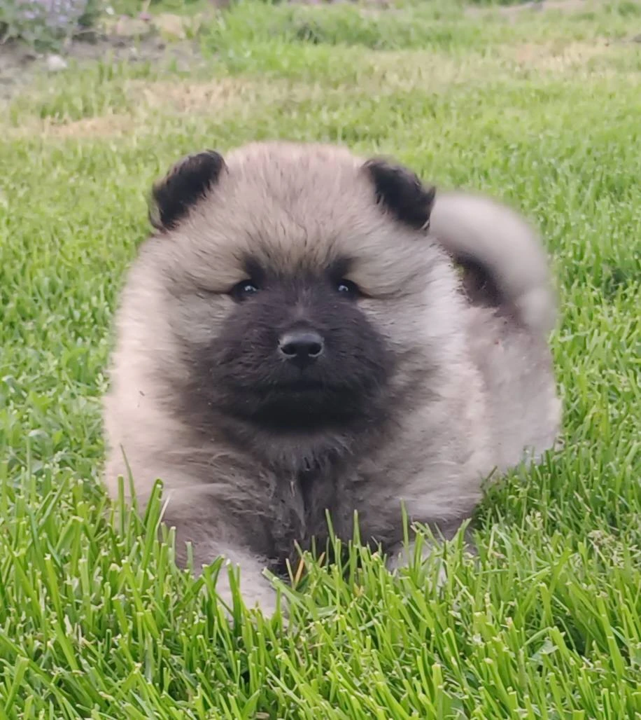 Německý špic vlčí / keeshond prodám štěňata s PP