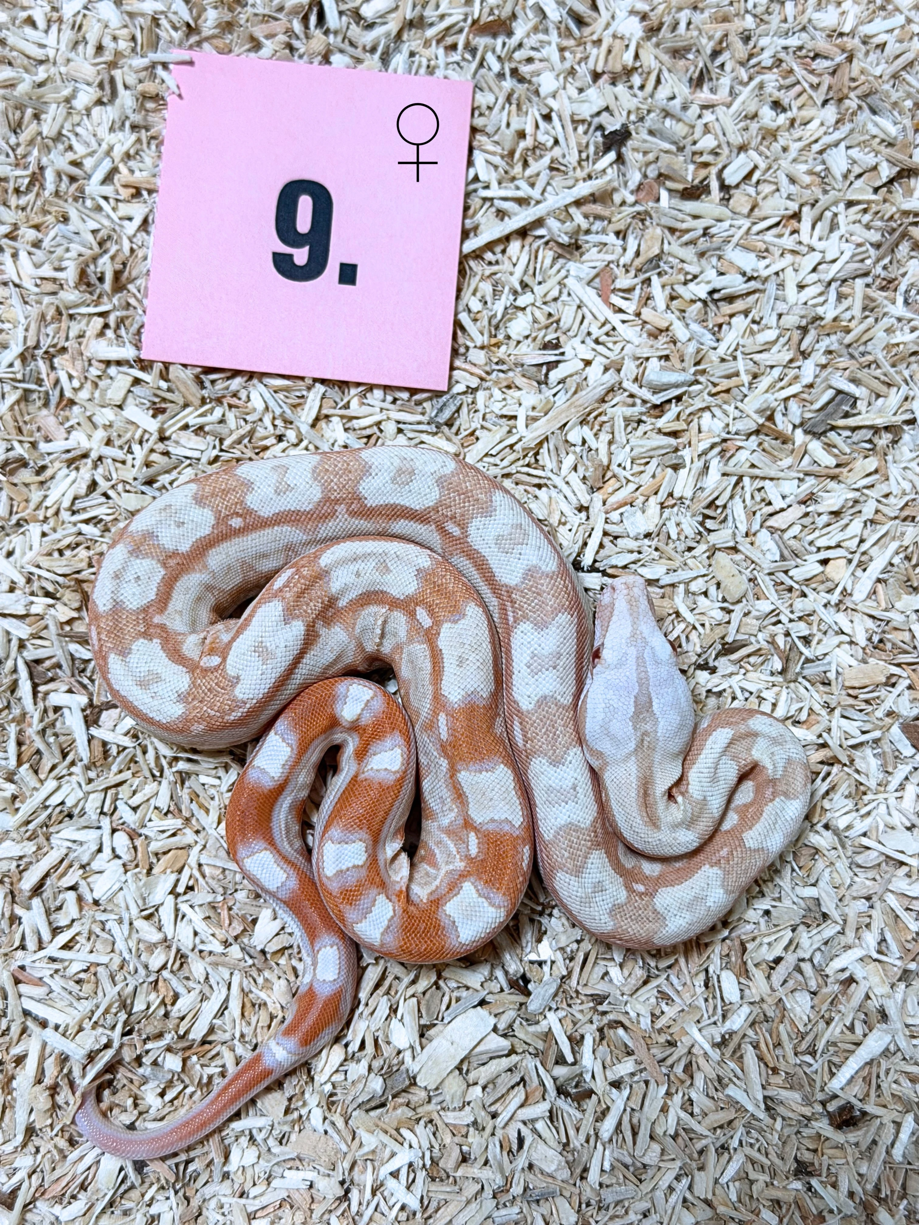Hroznys kralovsky RLT Albino het Snow Kahl