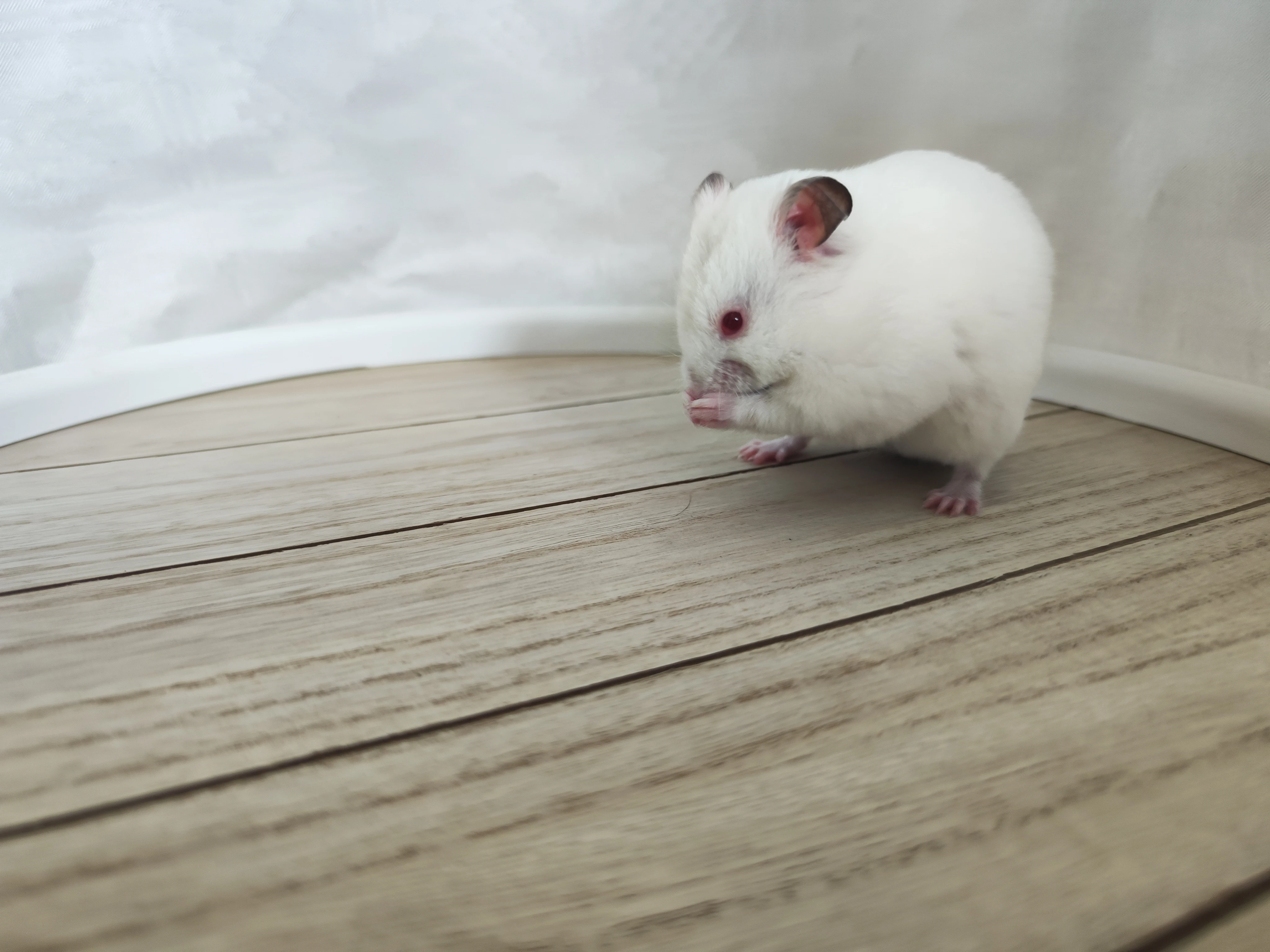 Kari Golden hamster
