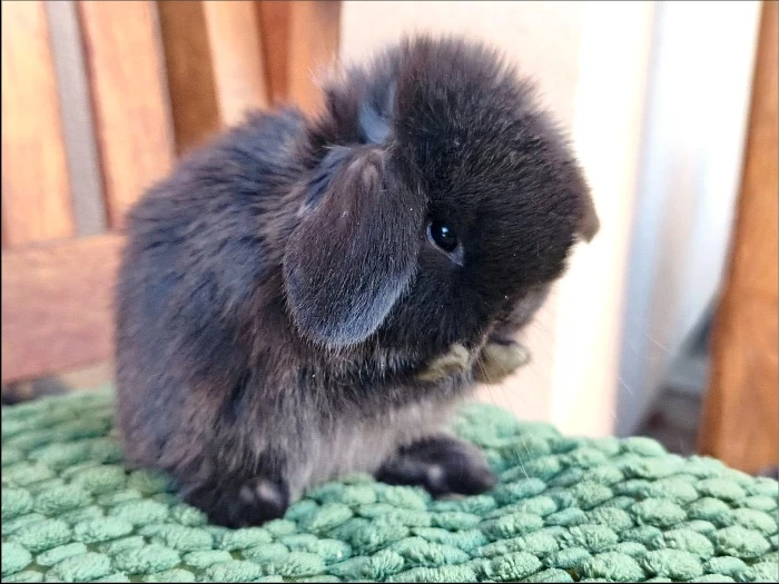 Zakrslá beránek Minilop