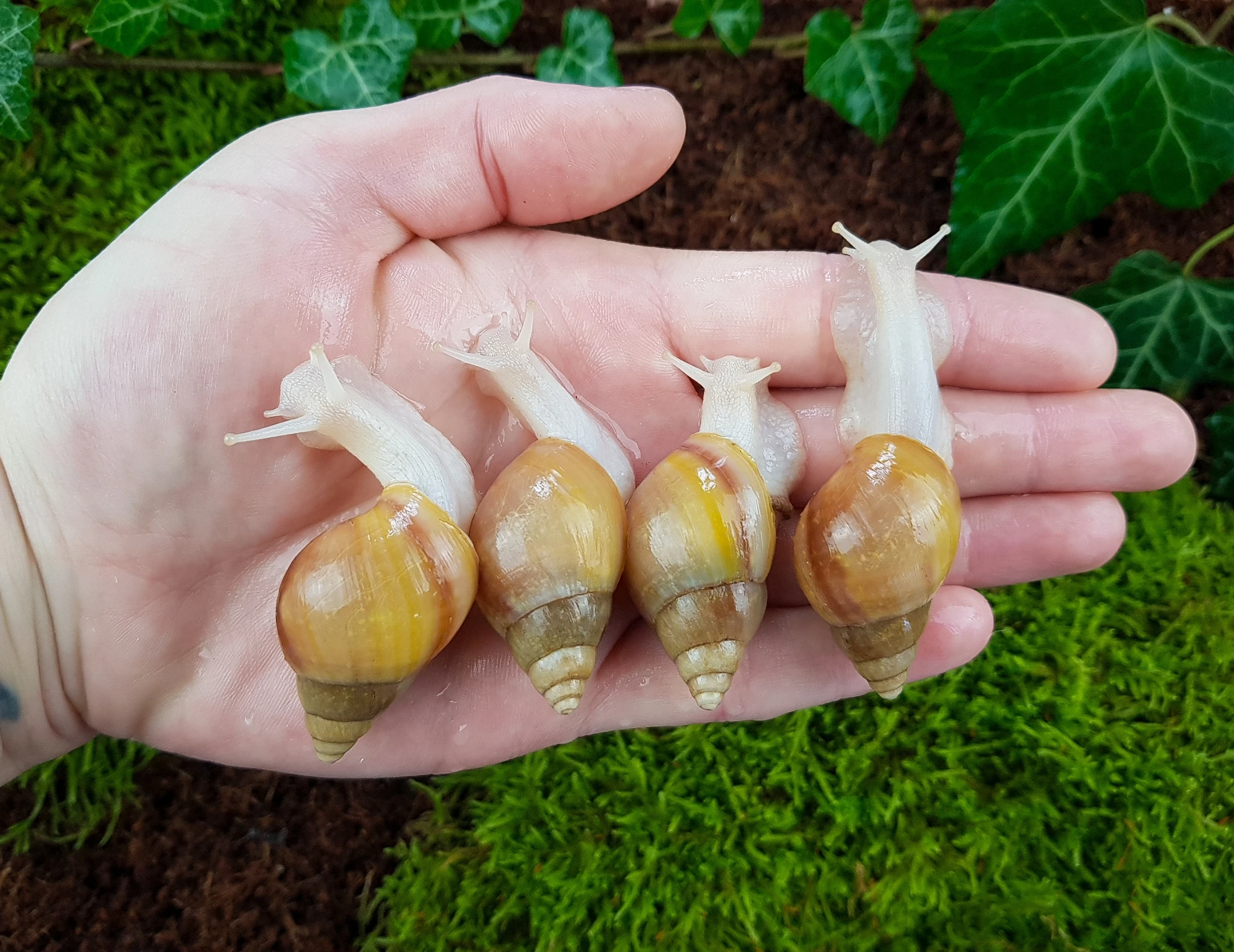 Africký šneci Lissachatina fulica hamillei rodatzi Albino body